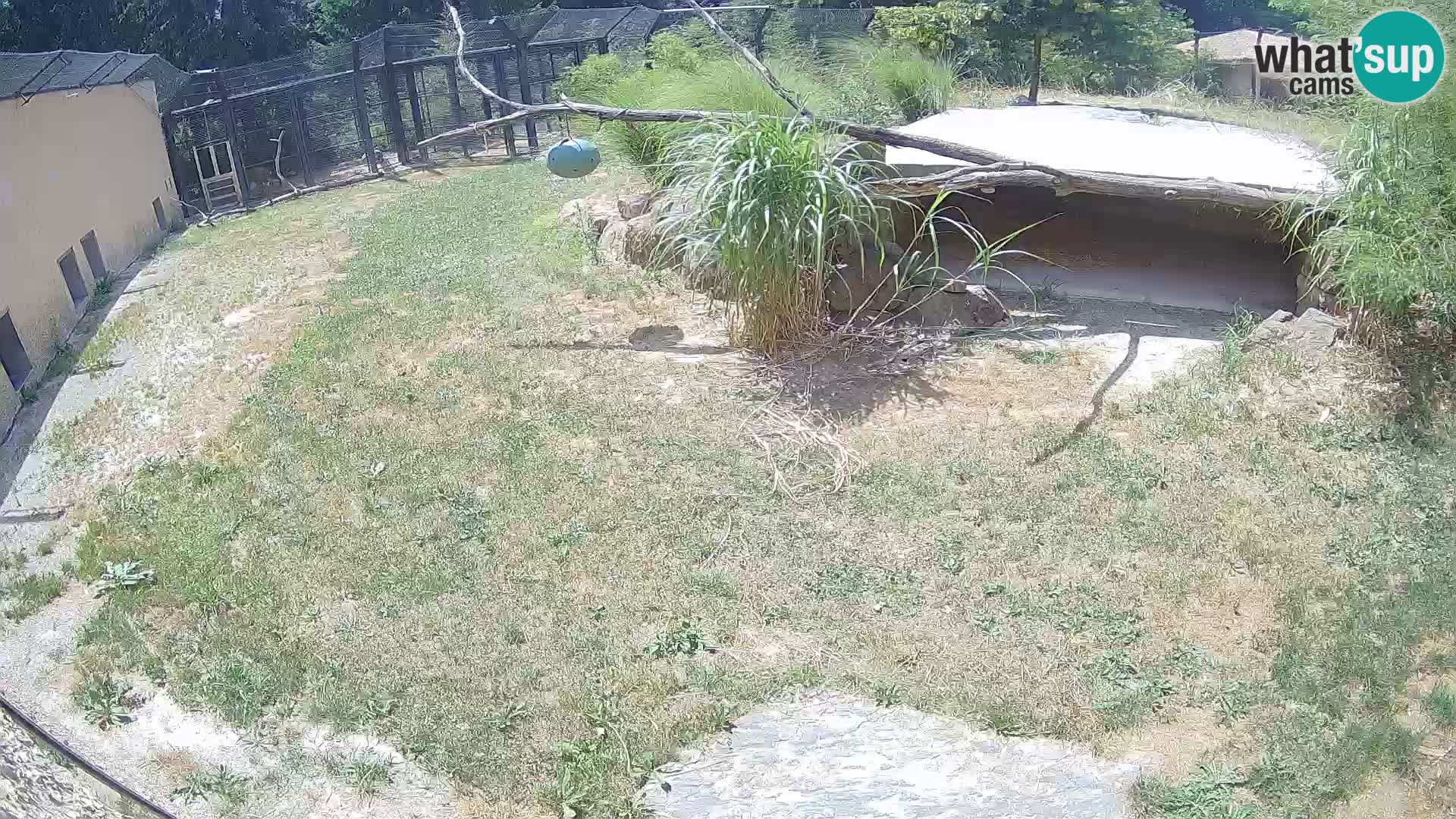 Lavovi web kamera uživo u ljubljanskom zoološkom vrtu – Slovenija