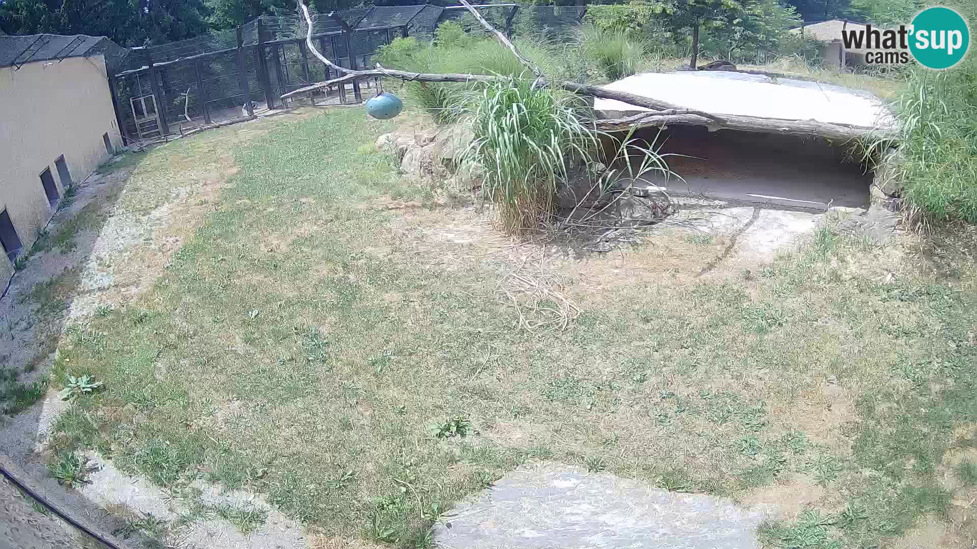 LEON Webcam en vivo en Ljubljana Zoo – Eslovenia
