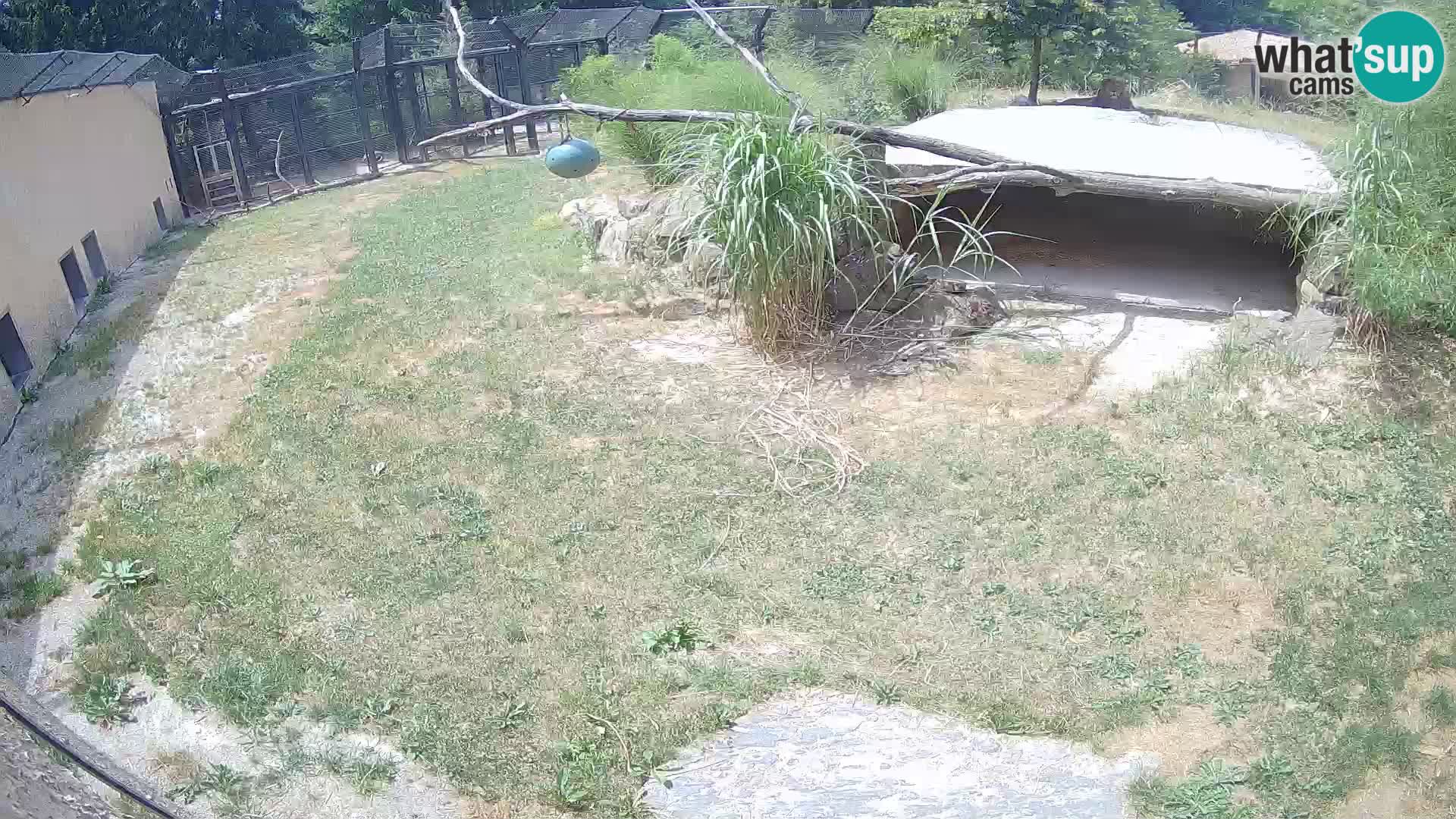 LION live Webcam in Ljubljana Zoo – Slovenia