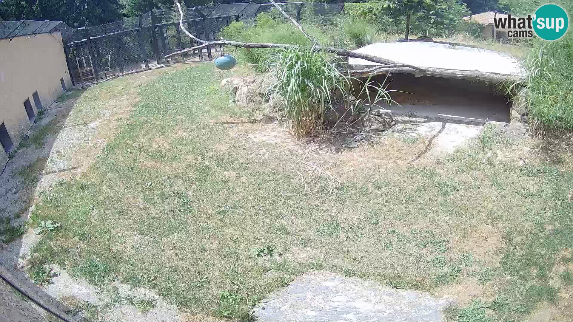 Lavovi web kamera uživo u ljubljanskom zoološkom vrtu – Slovenija