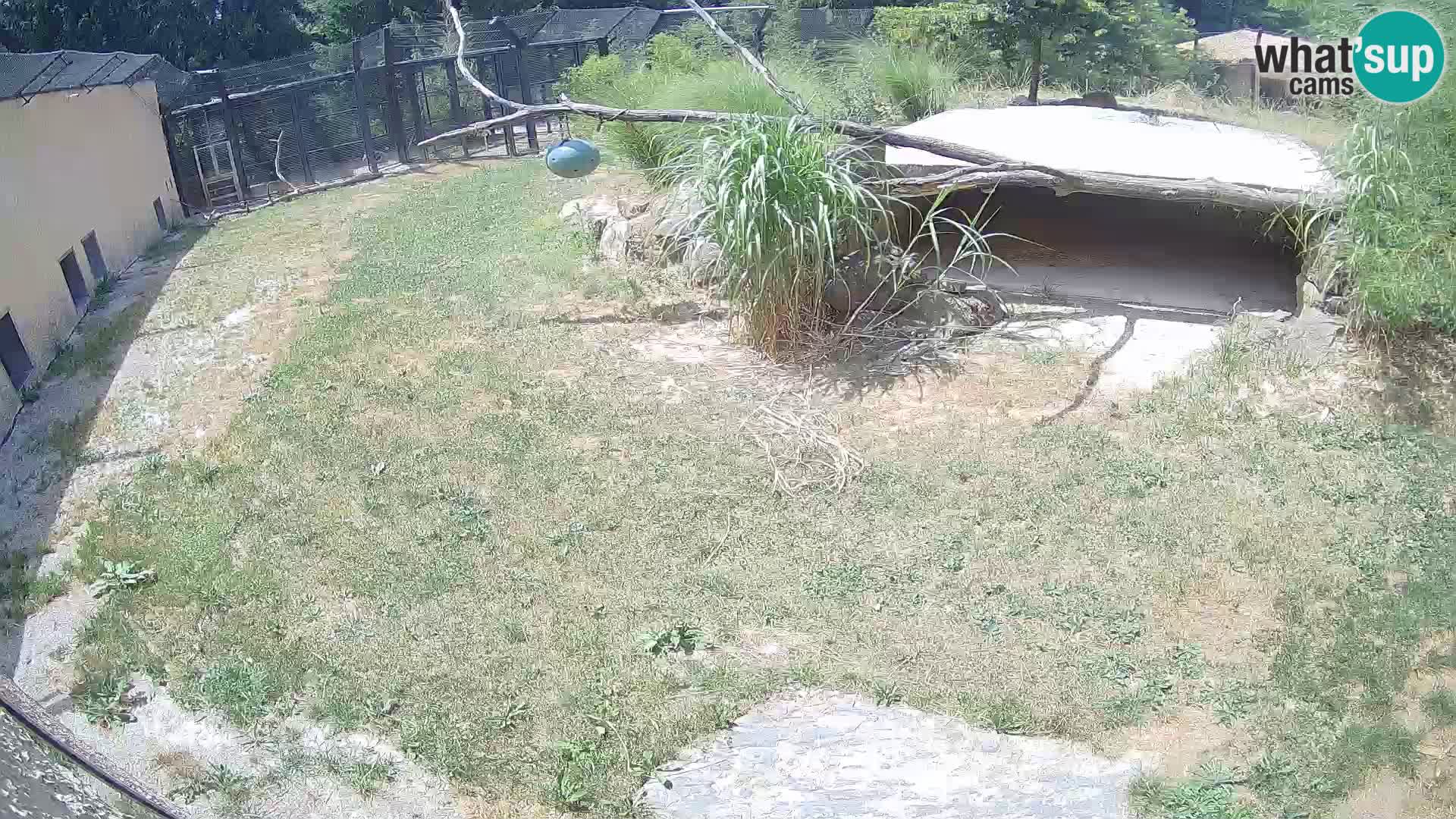 LION webcam en direct du zoo de Ljubljana – Slovénie