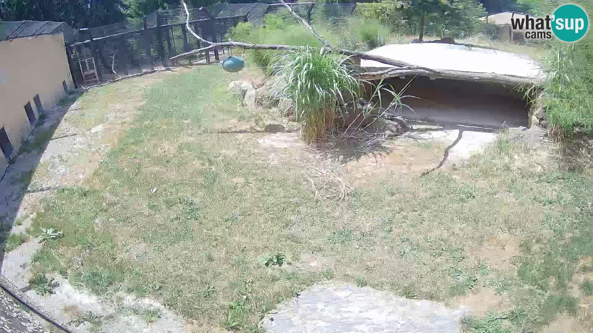Lavovi web kamera uživo u ljubljanskom zoološkom vrtu – Slovenija