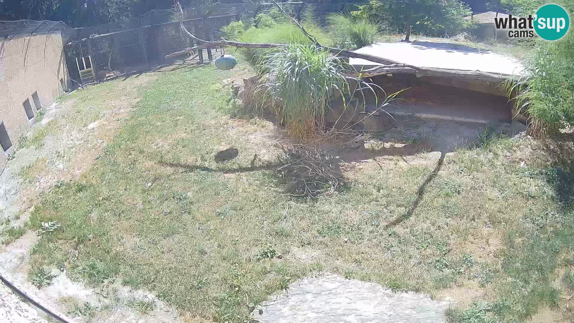 LION live Webcam in Ljubljana Zoo – Slovenia