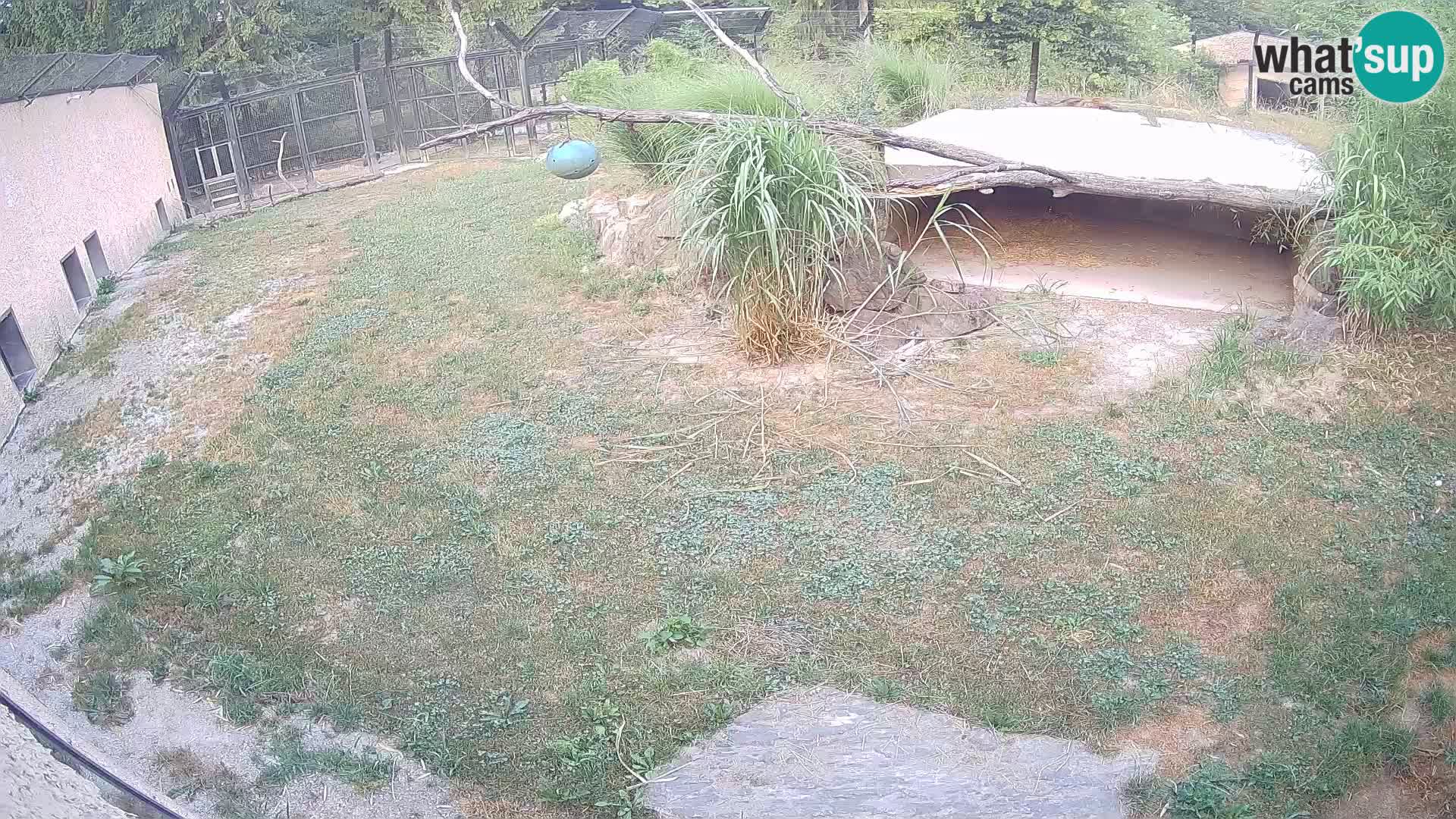 LION webcam en direct du zoo de Ljubljana – Slovénie