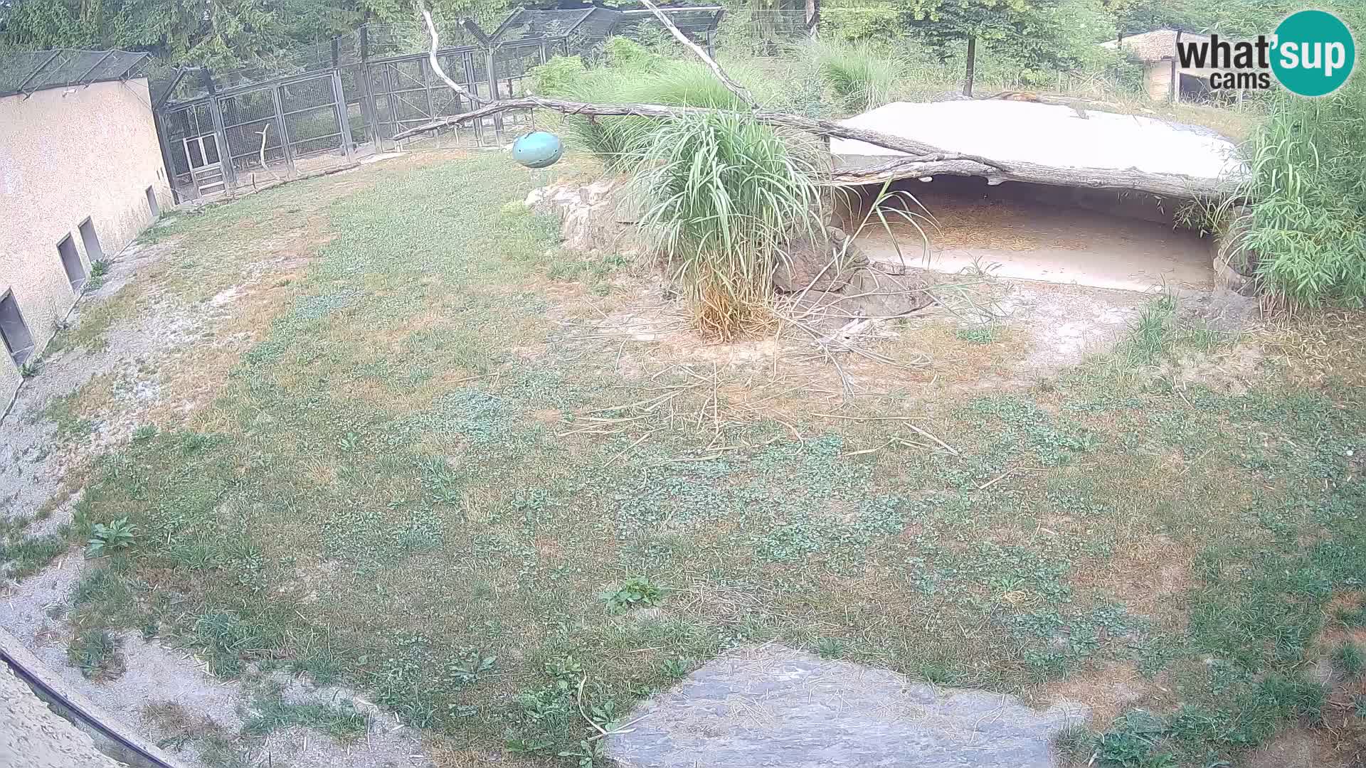 LEONE live Webcam nello zoo di Lubiana – Slovenia