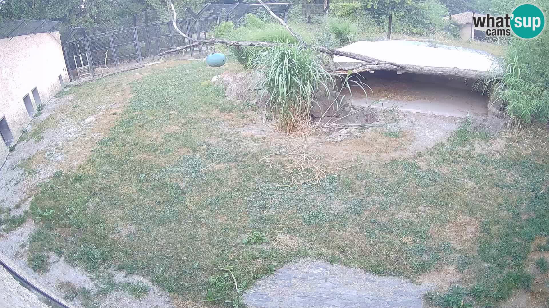 LEONE live Webcam nello zoo di Lubiana – Slovenia