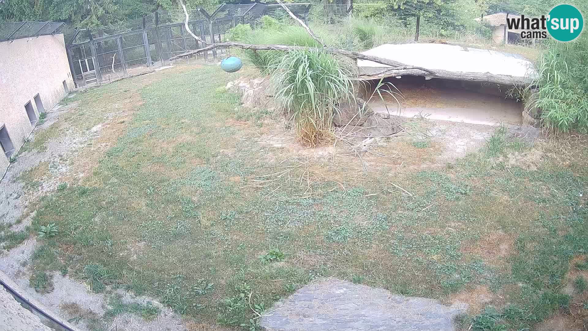 Löwe live Webcam im Zoo von Ljubljana – Slowenien