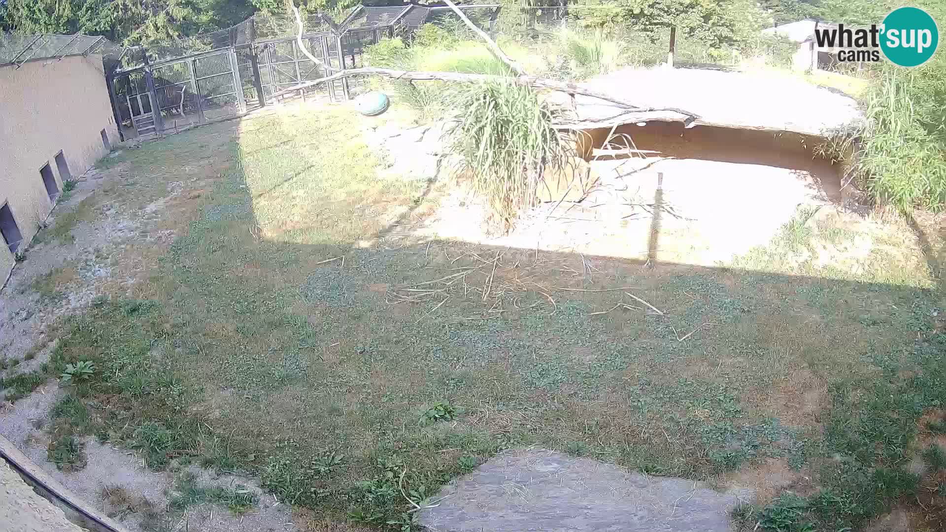 LION webcam en direct du zoo de Ljubljana – Slovénie