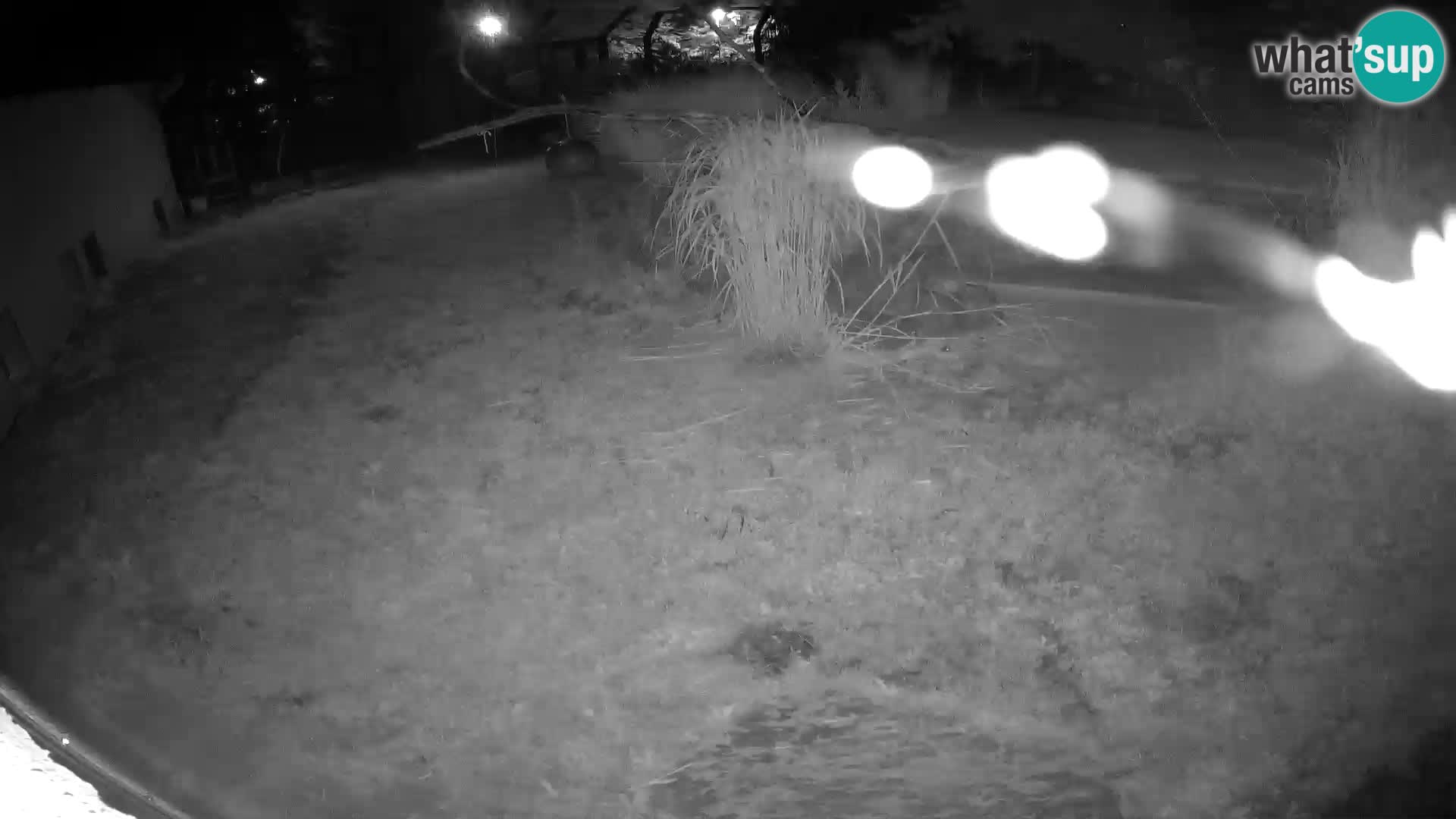 LEON Webcam en vivo en Ljubljana Zoo – Eslovenia