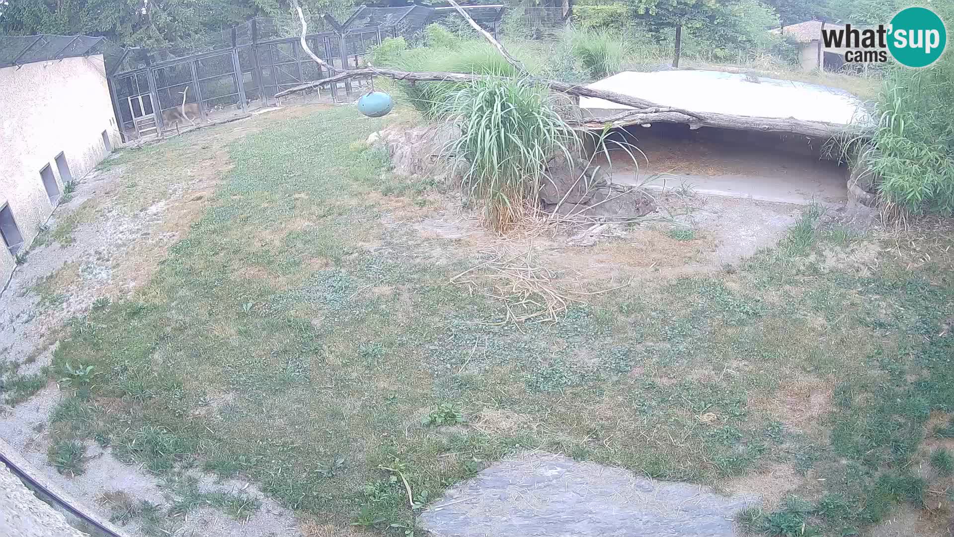 Lavovi web kamera uživo u ljubljanskom zoološkom vrtu – Slovenija