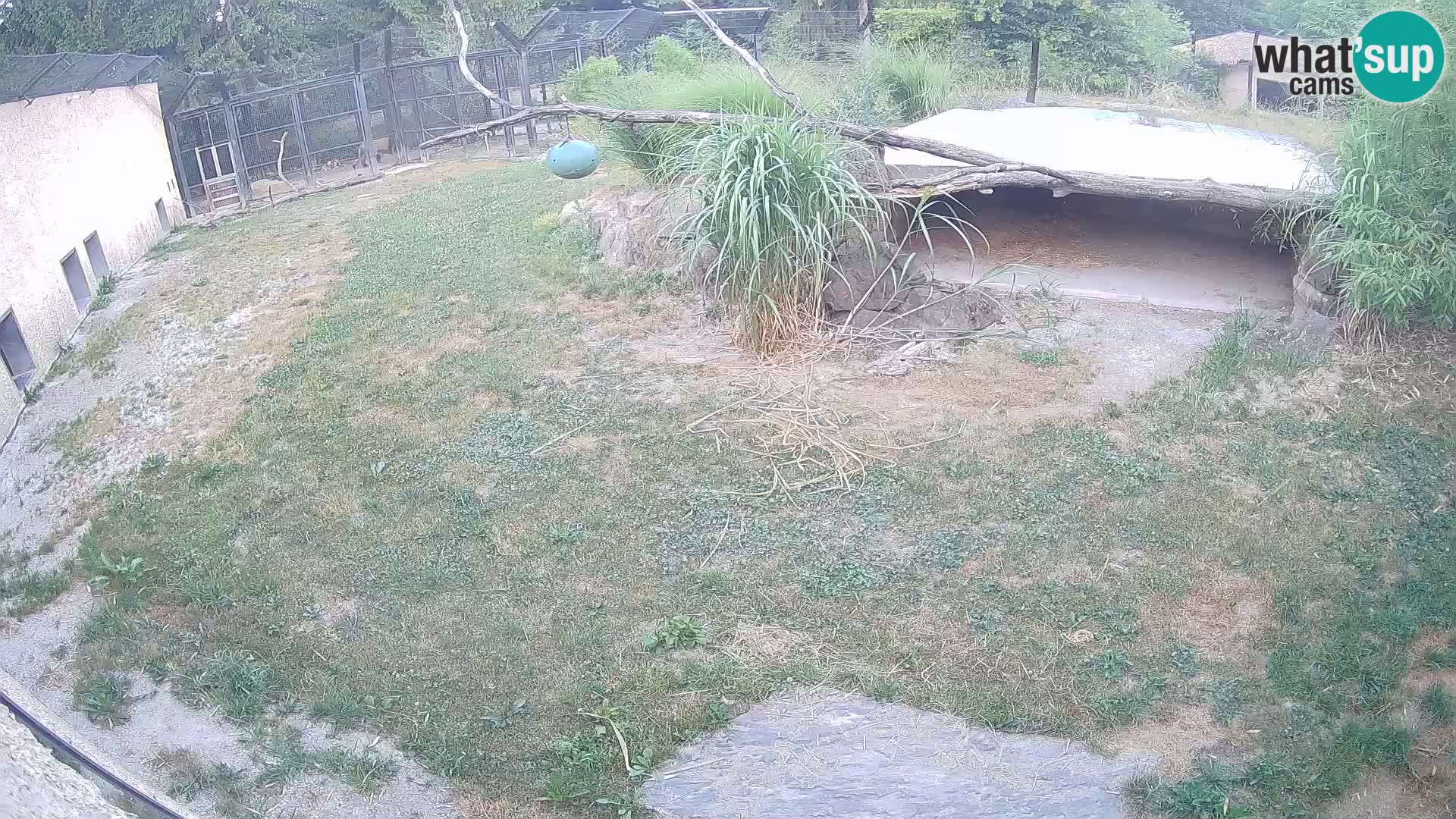 Lavovi web kamera uživo u ljubljanskom zoološkom vrtu – Slovenija