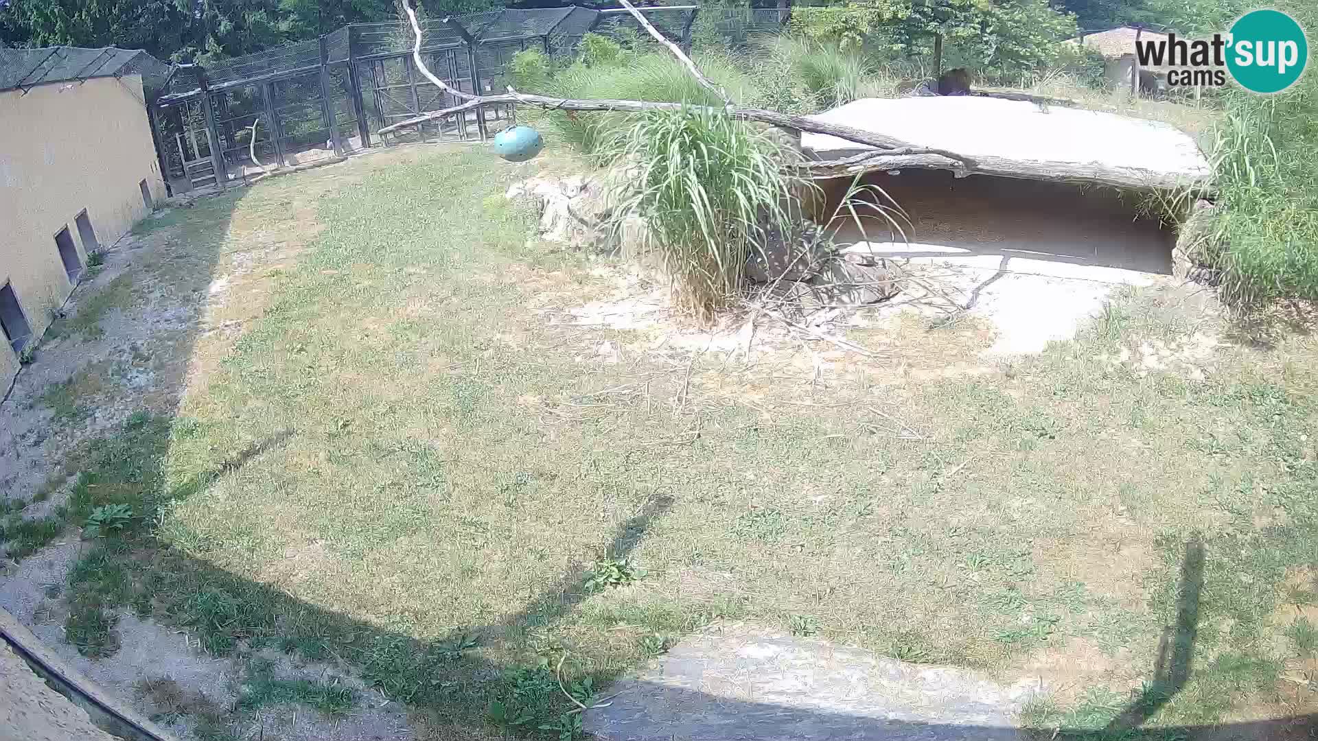 Lavovi web kamera uživo u ljubljanskom zoološkom vrtu – Slovenija