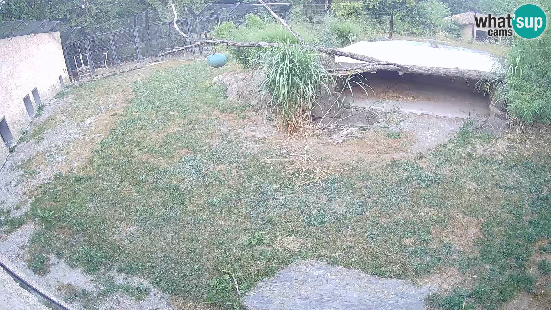 LION webcam en direct du zoo de Ljubljana – Slovénie