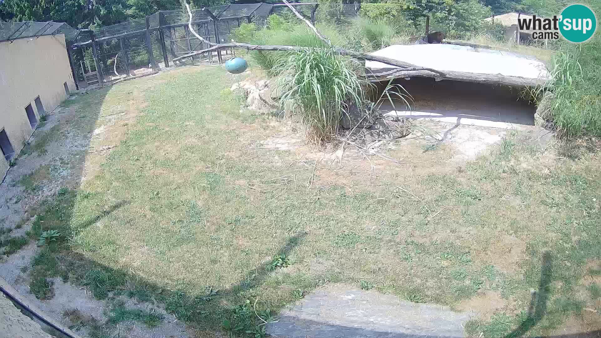 Lavovi web kamera uživo u ljubljanskom zoološkom vrtu – Slovenija