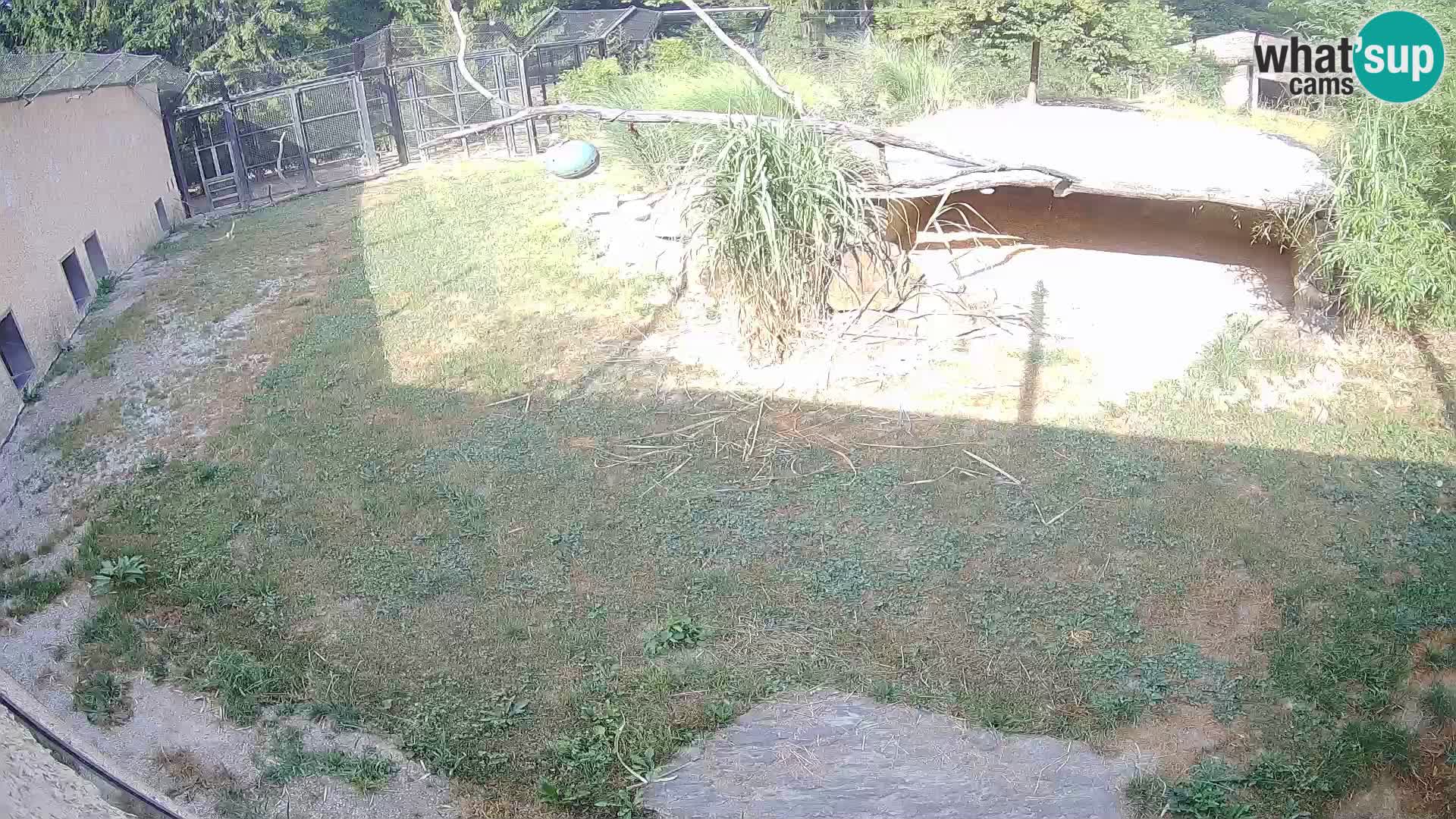 Lavovi web kamera uživo u ljubljanskom zoološkom vrtu – Slovenija