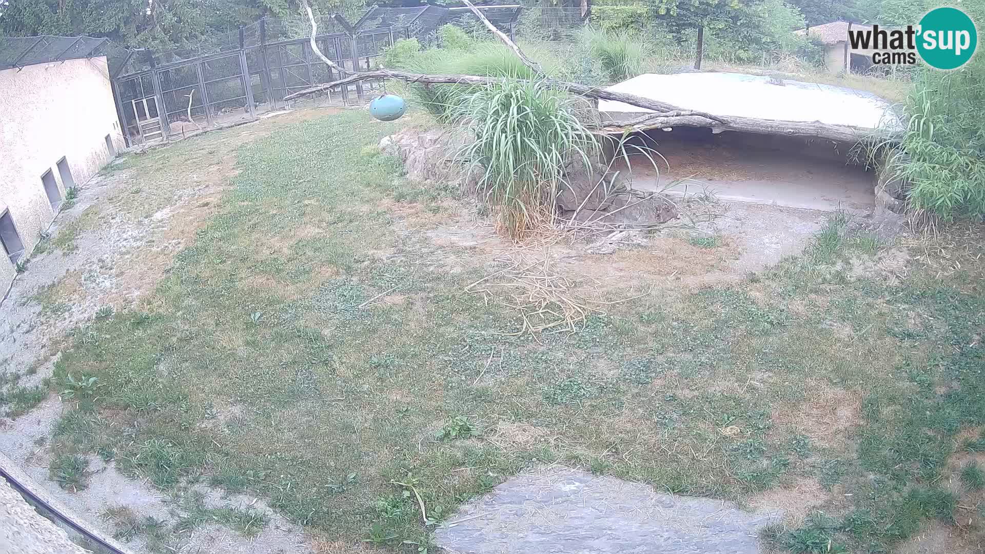 LION live Webcam in Ljubljana Zoo – Slovenia