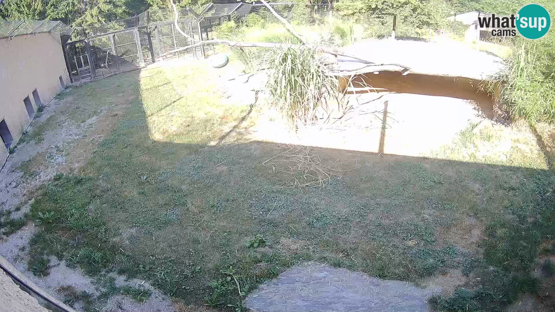 LEVI spletna kamera v živalskem vrtu Ljubljana Zoo