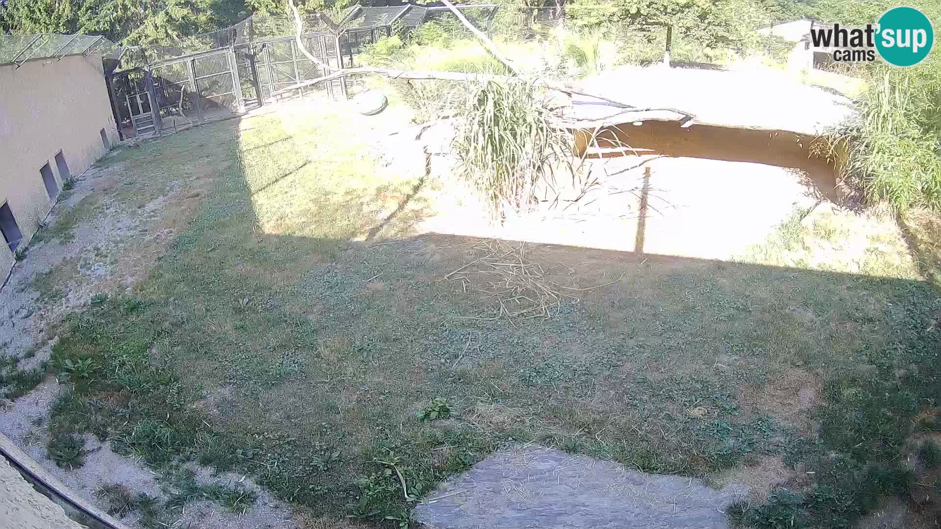 LION live Webcam in Ljubljana Zoo – Slovenia