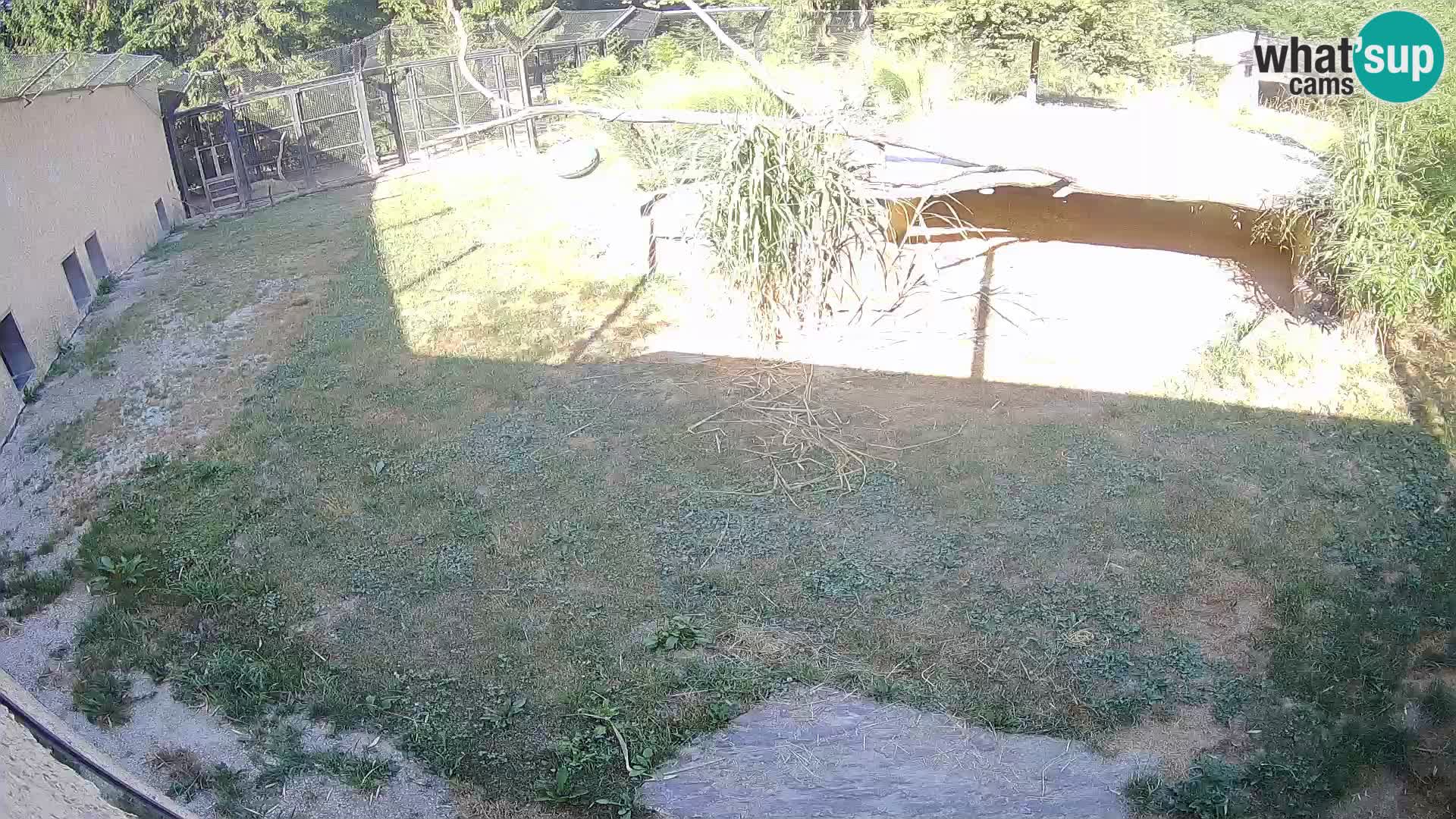 LION live Webcam in Ljubljana Zoo – Slovenia