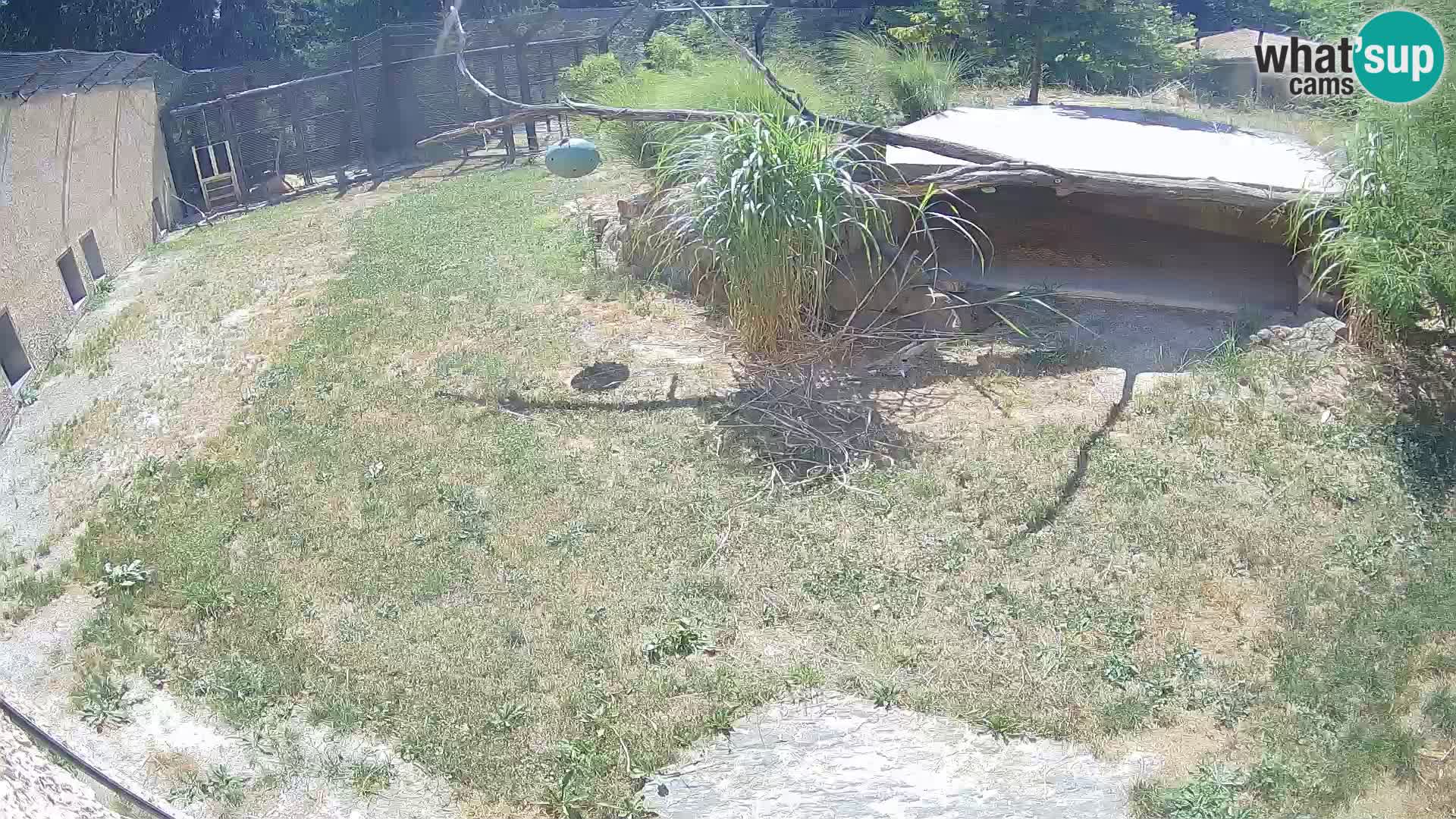 Lavovi web kamera uživo u ljubljanskom zoološkom vrtu – Slovenija
