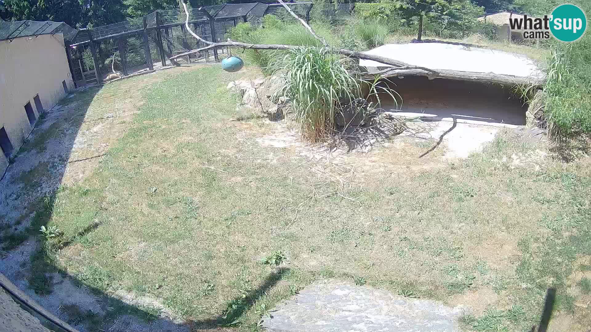 LEVI spletna kamera v živalskem vrtu Ljubljana Zoo