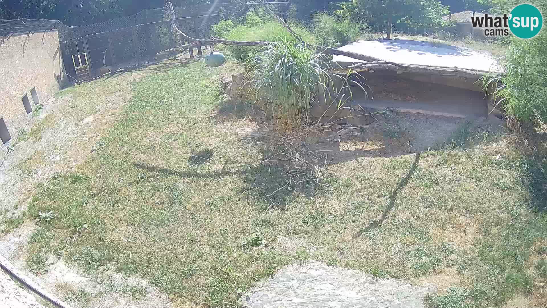 LEVI spletna kamera v živalskem vrtu Ljubljana Zoo