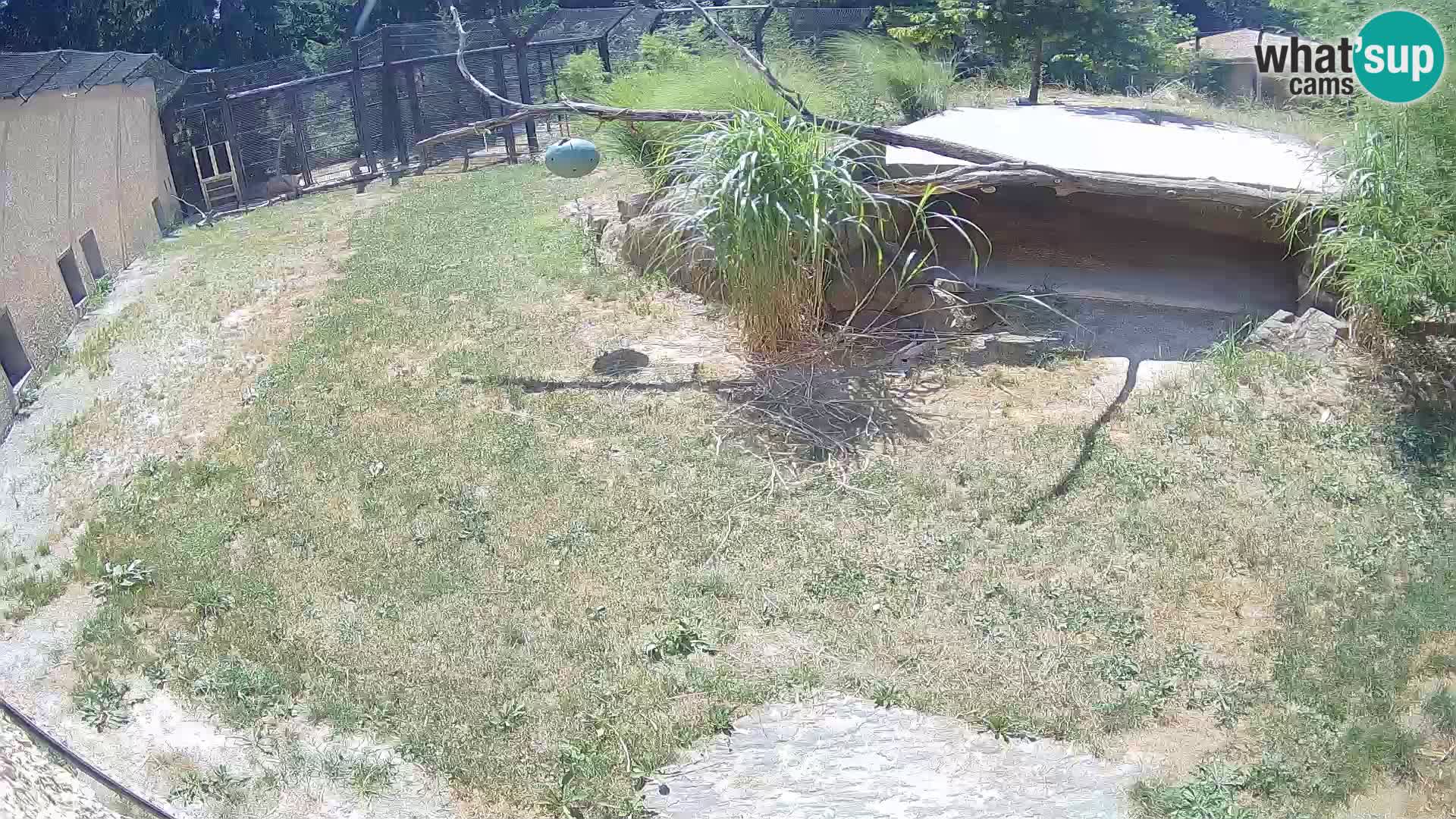 LEONE live Webcam nello zoo di Lubiana – Slovenia