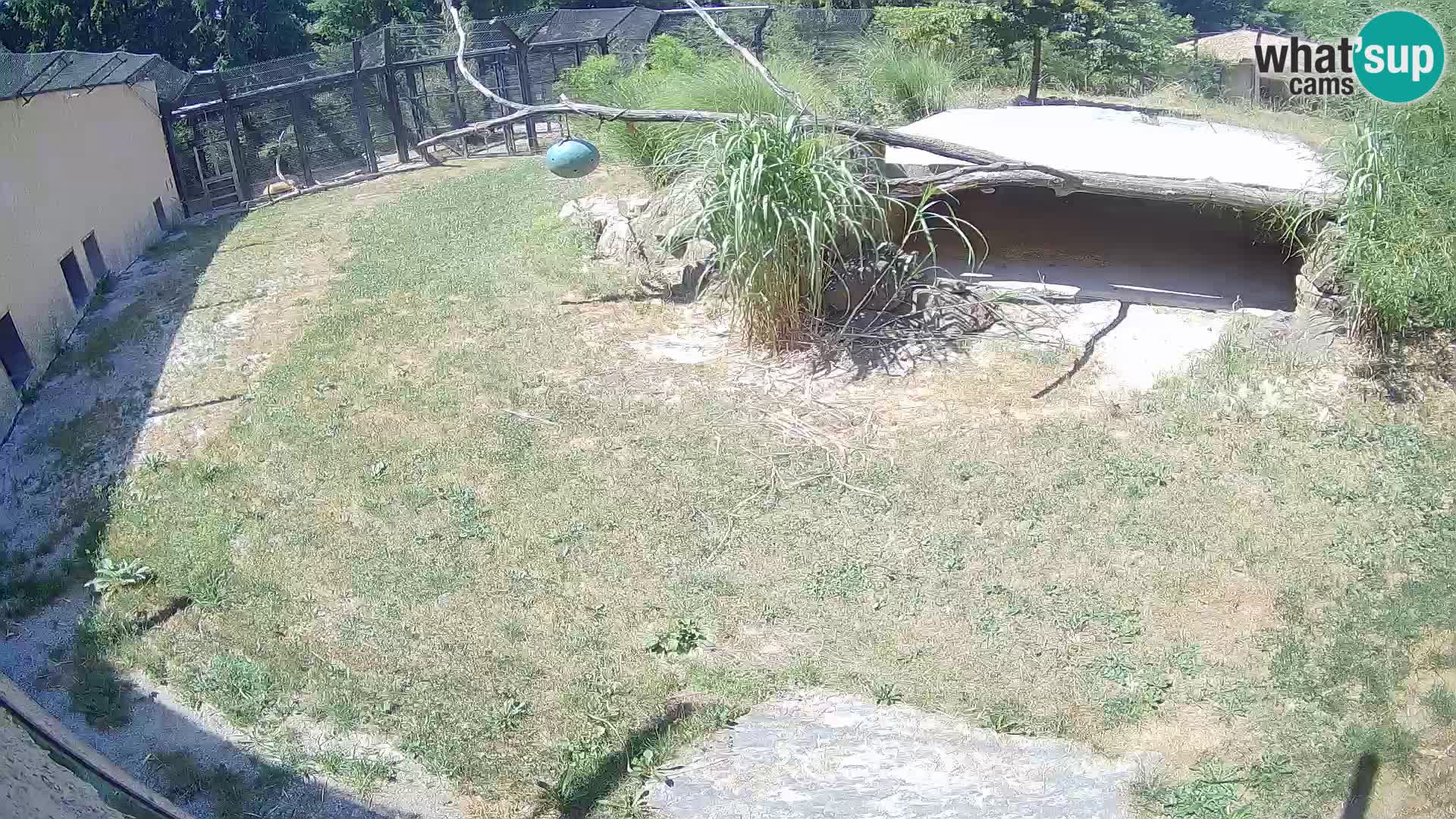 LEON Webcam en vivo en Ljubljana Zoo – Eslovenia