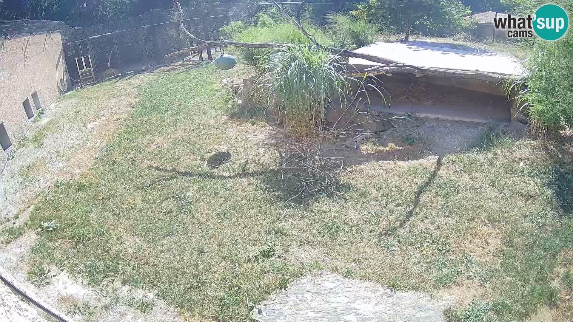 LEONE live Webcam nello zoo di Lubiana – Slovenia