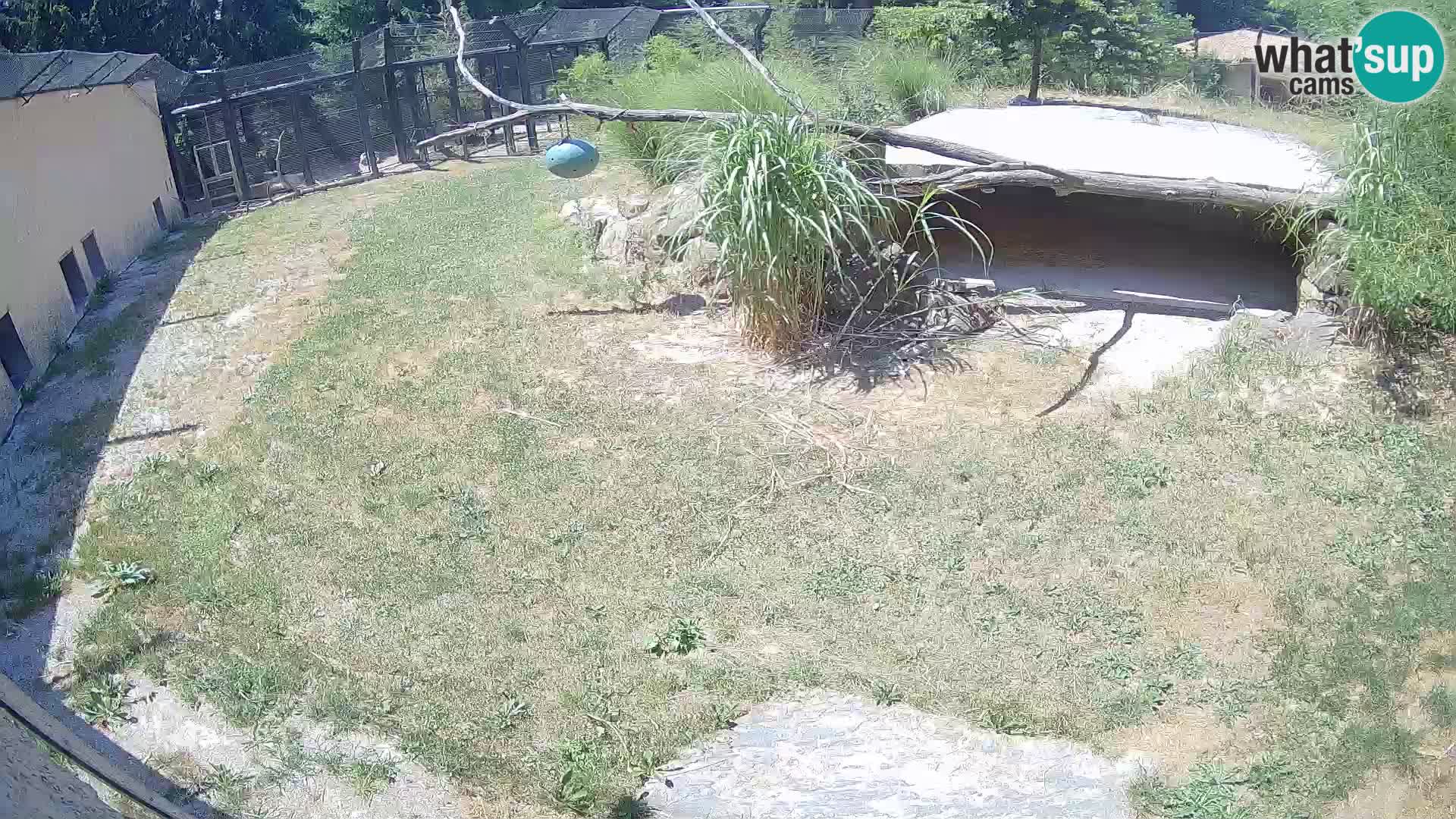 LEVI spletna kamera v živalskem vrtu Ljubljana Zoo