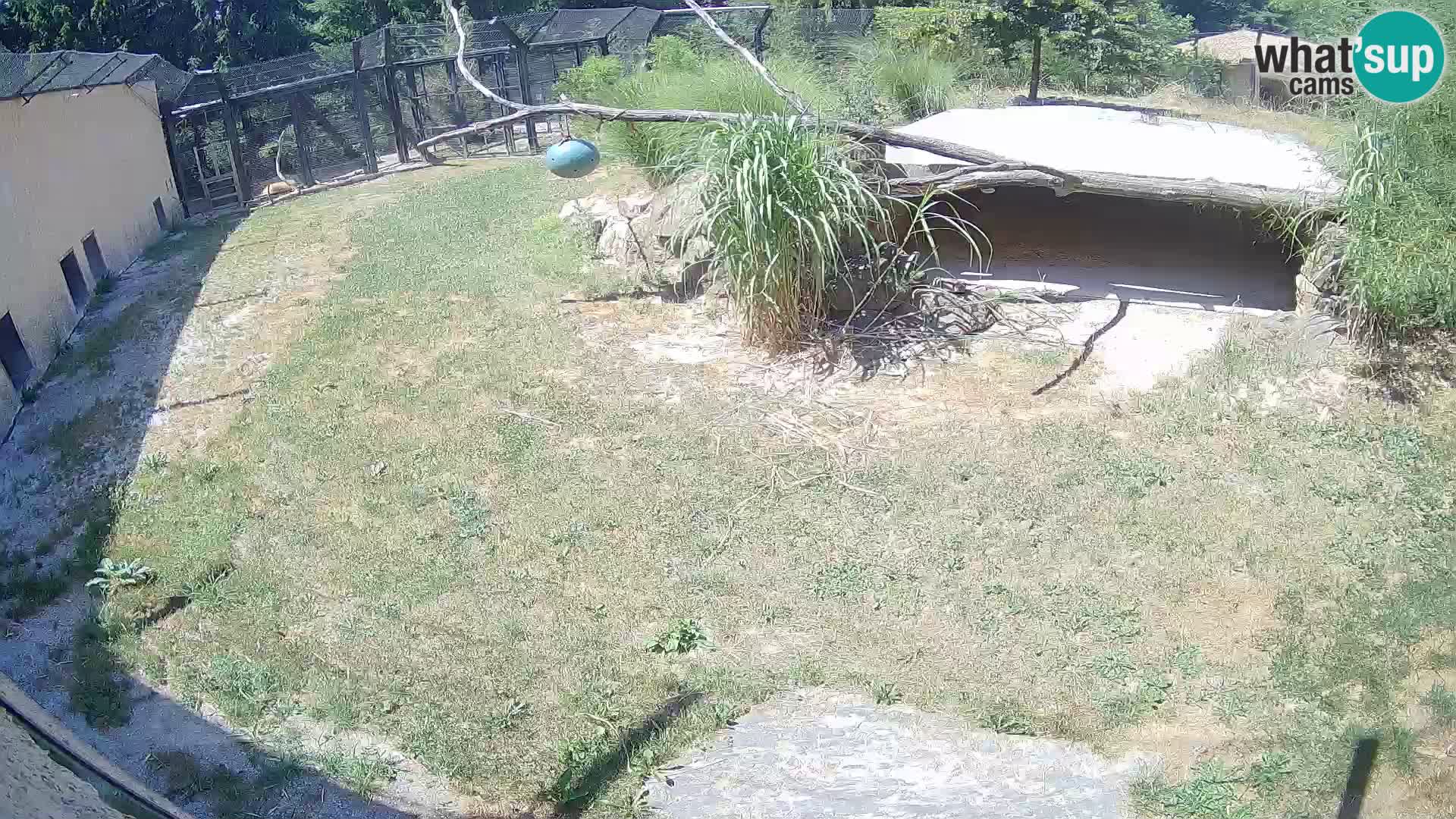 Löwe live Webcam im Zoo von Ljubljana – Slowenien