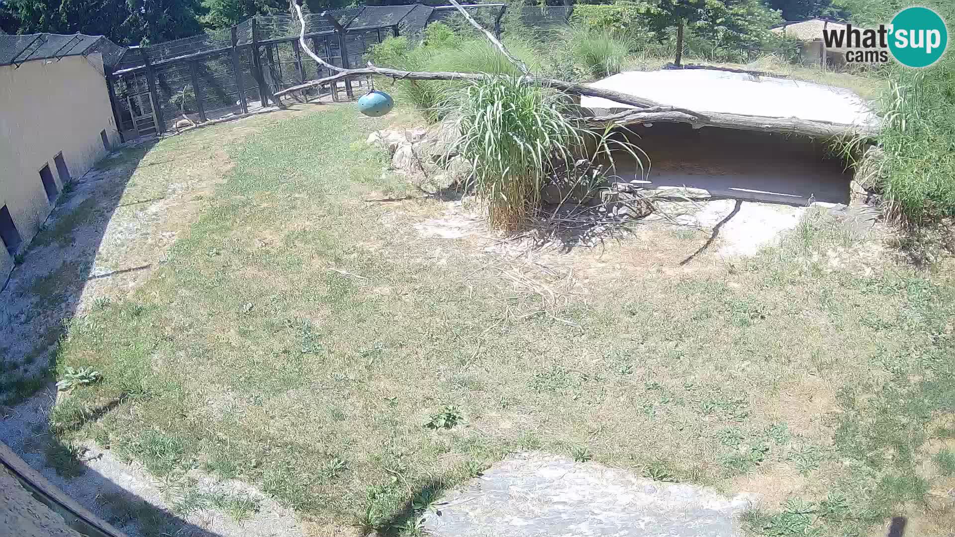 LEVI spletna kamera v živalskem vrtu Ljubljana Zoo