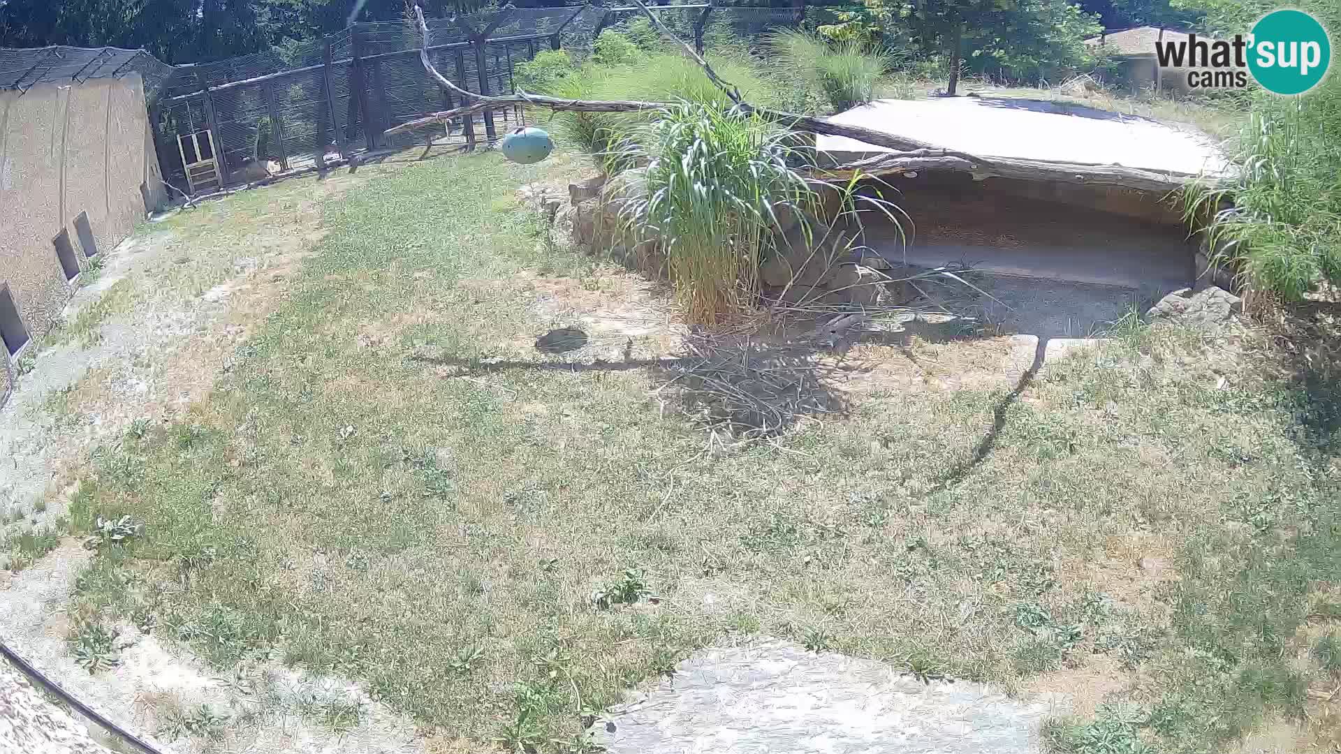 LION webcam en direct du zoo de Ljubljana – Slovénie