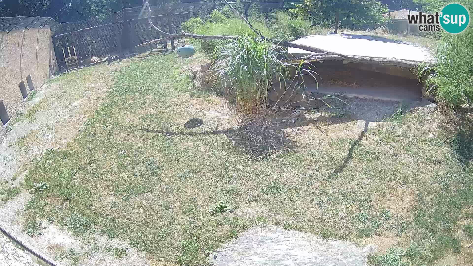 Löwe live Webcam im Zoo von Ljubljana – Slowenien