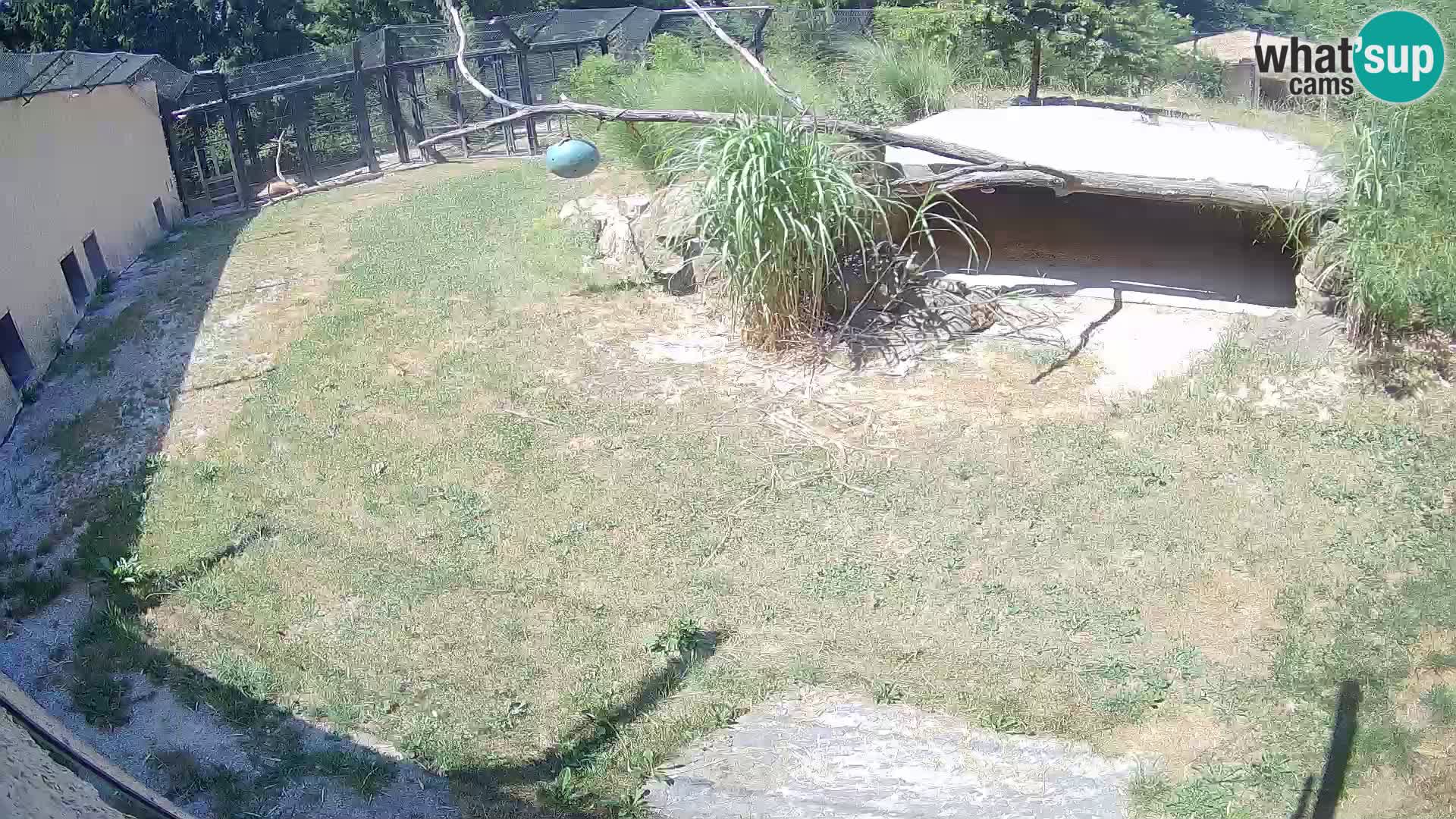 LION live Webcam in Ljubljana Zoo – Slovenia