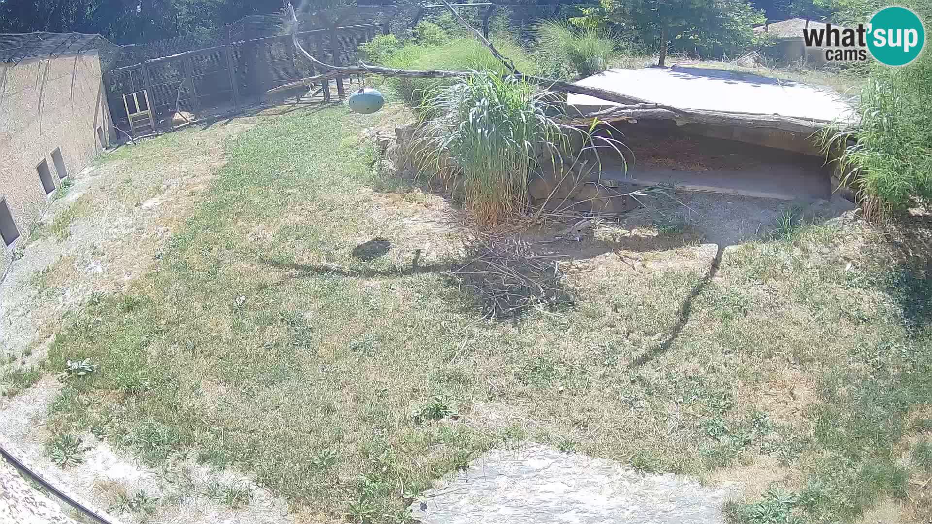 LEVI spletna kamera v živalskem vrtu Ljubljana Zoo