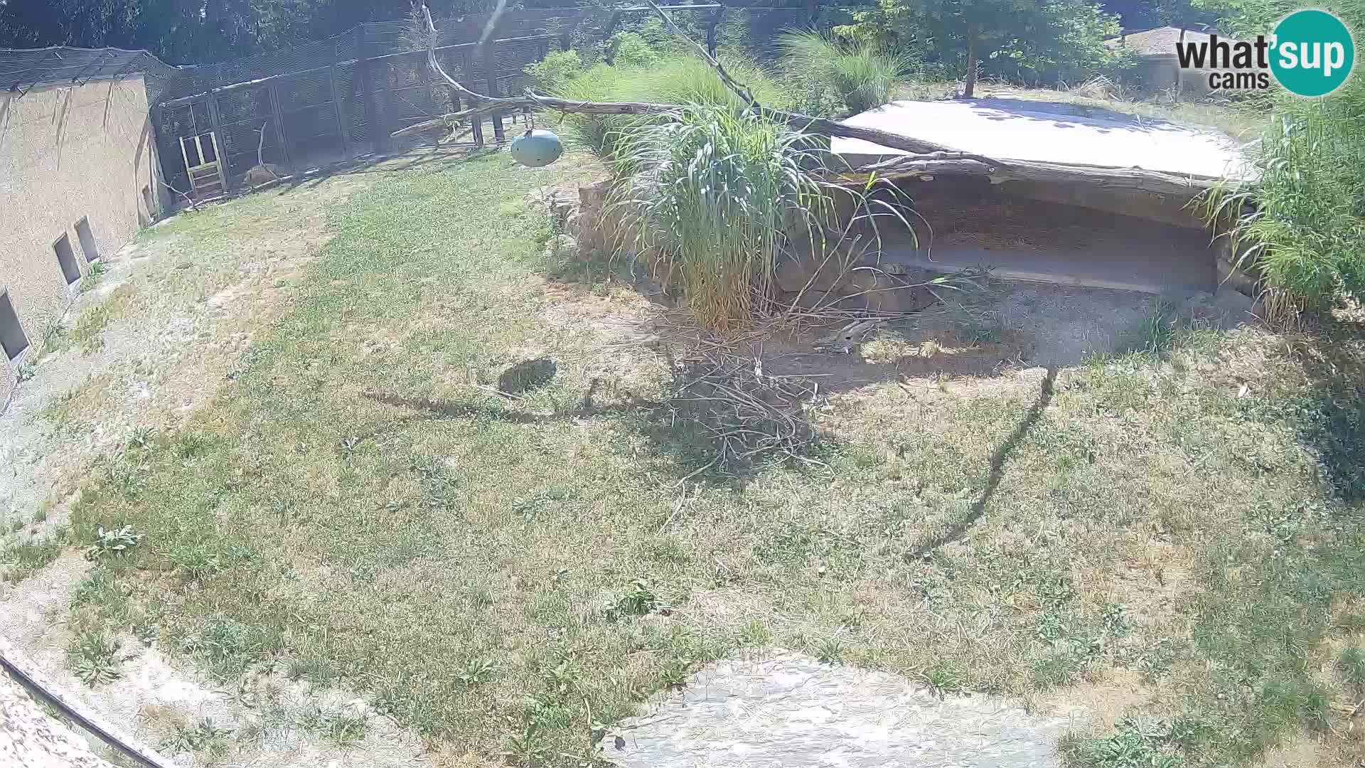 LEONE live Webcam nello zoo di Lubiana – Slovenia
