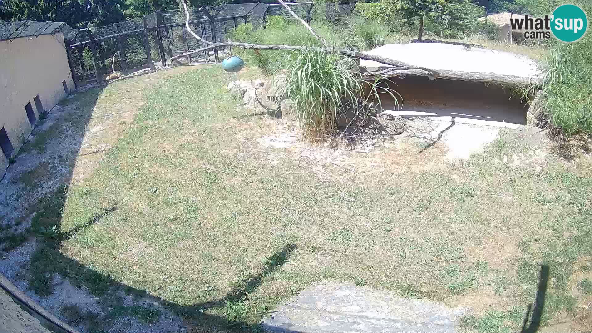 LEONE live Webcam nello zoo di Lubiana – Slovenia