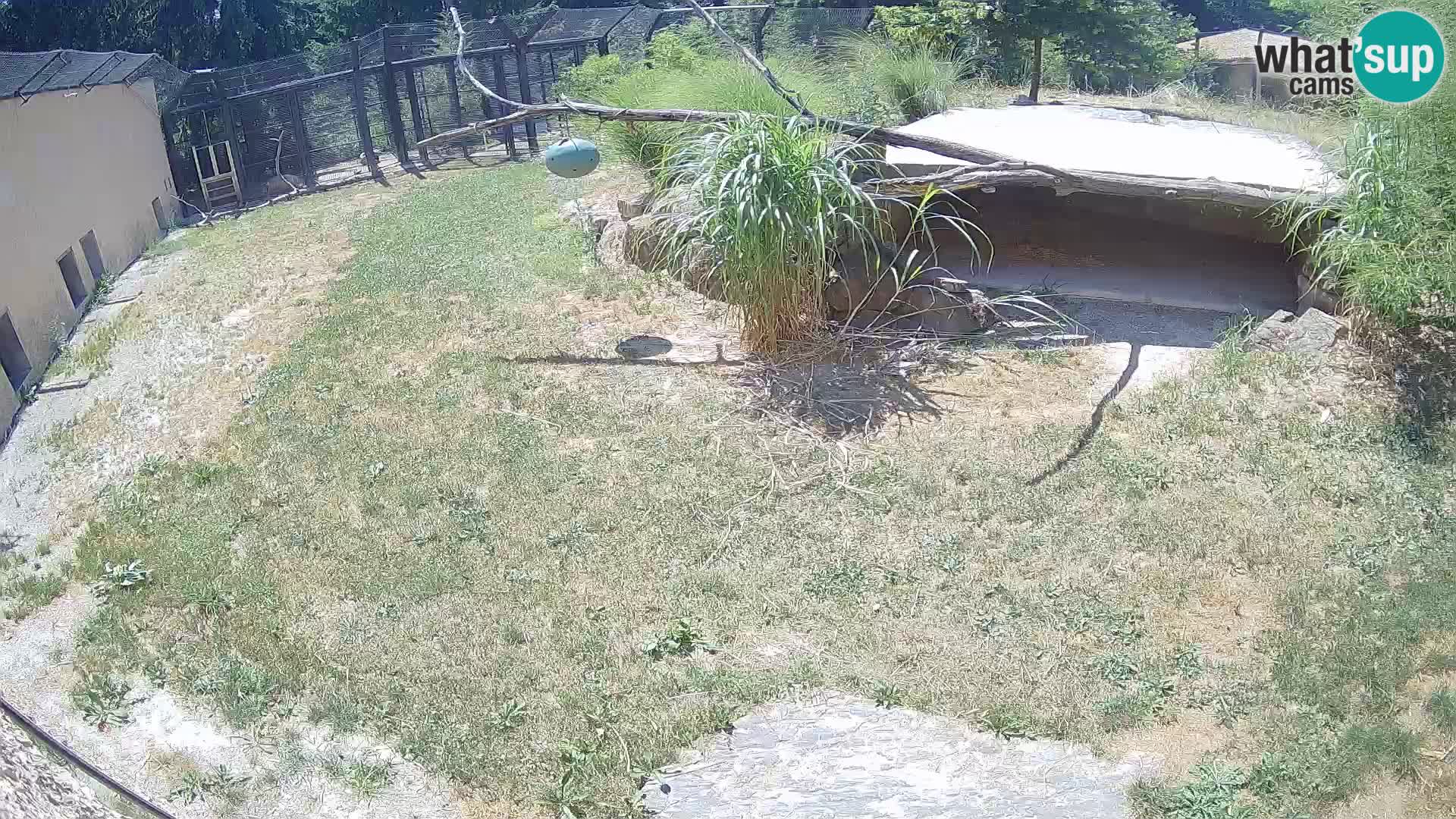Lavovi web kamera uživo u ljubljanskom zoološkom vrtu – Slovenija