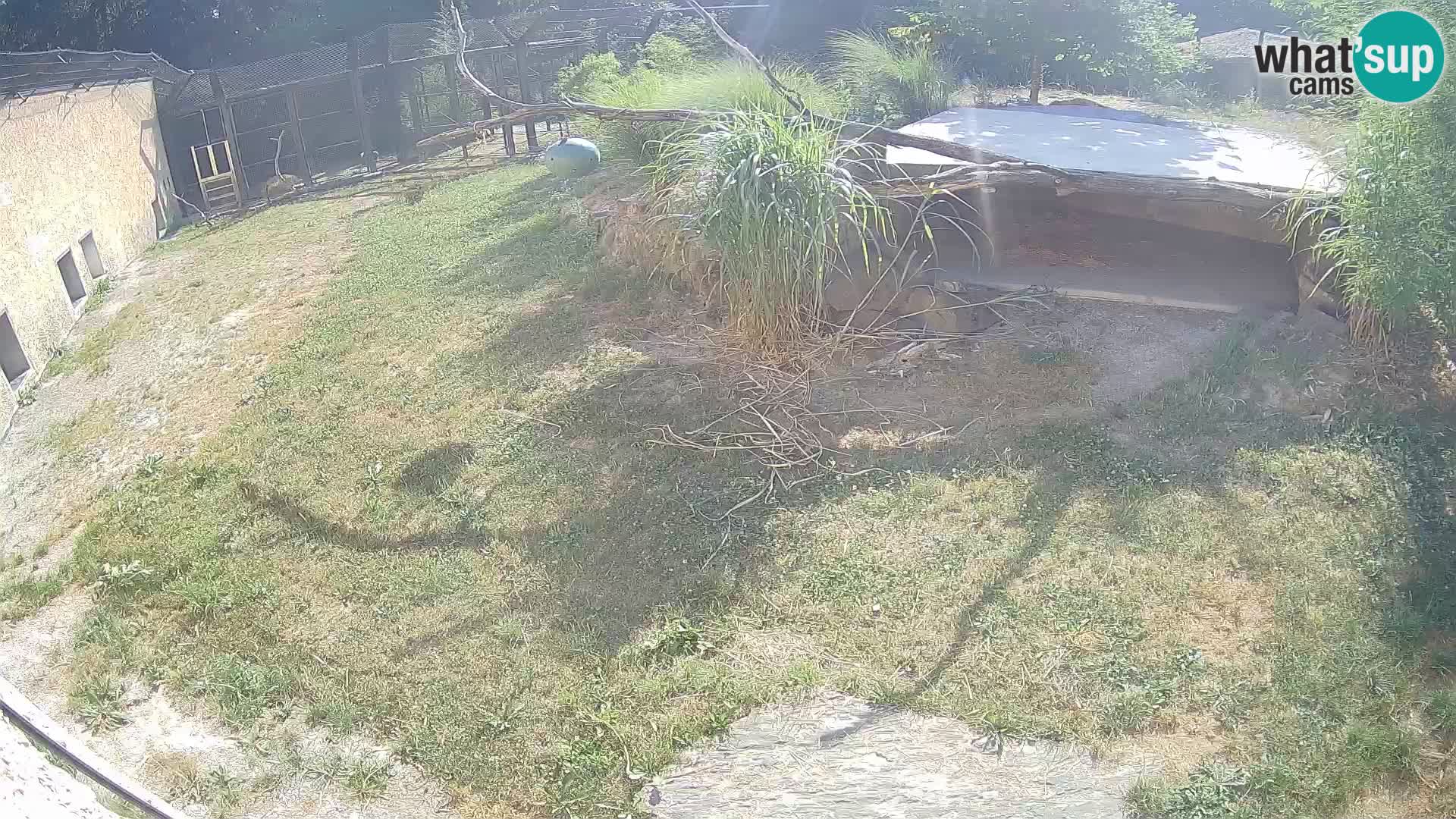 Löwe live Webcam im Zoo von Ljubljana – Slowenien