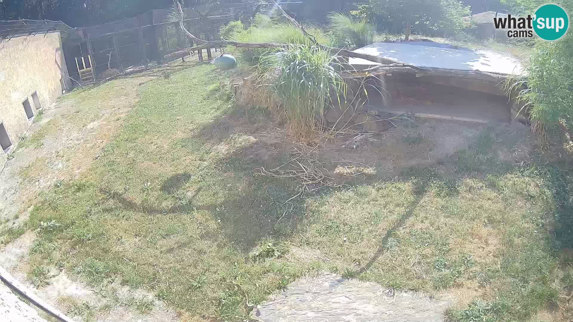 Lavovi web kamera uživo u ljubljanskom zoološkom vrtu – Slovenija