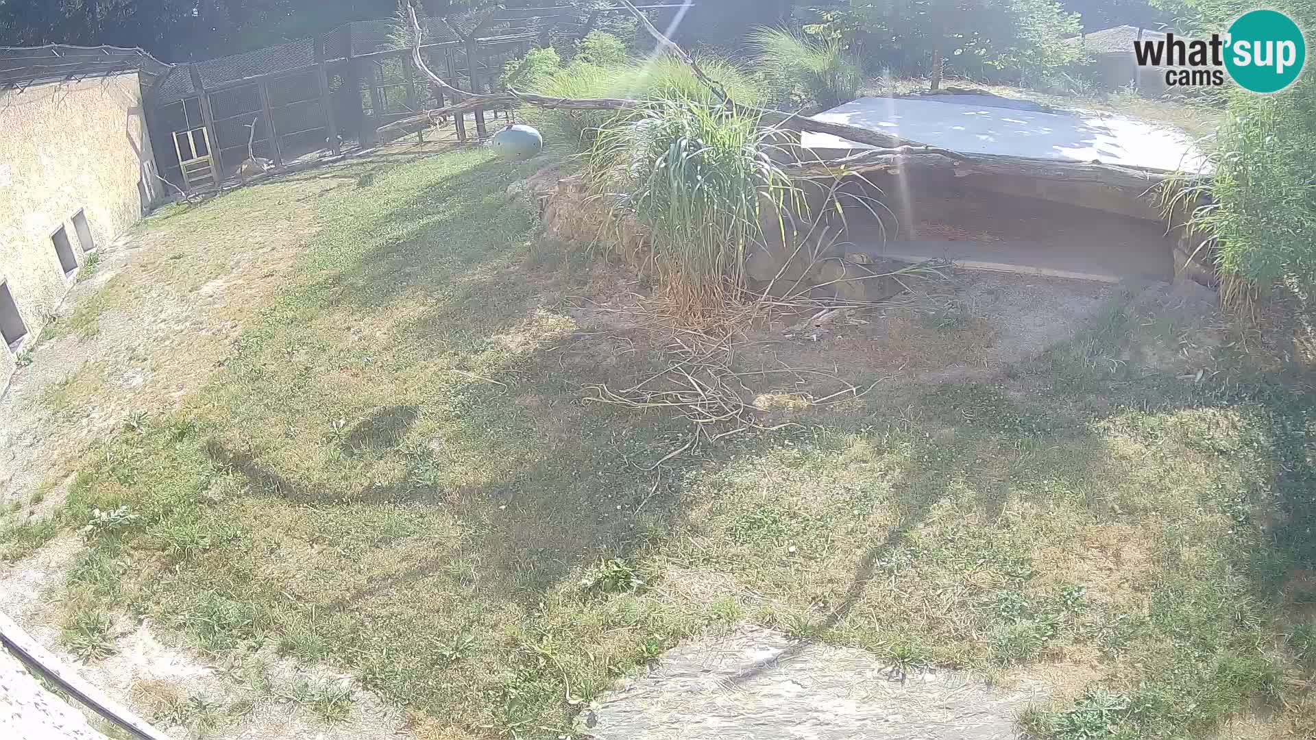 Löwe live Webcam im Zoo von Ljubljana – Slowenien