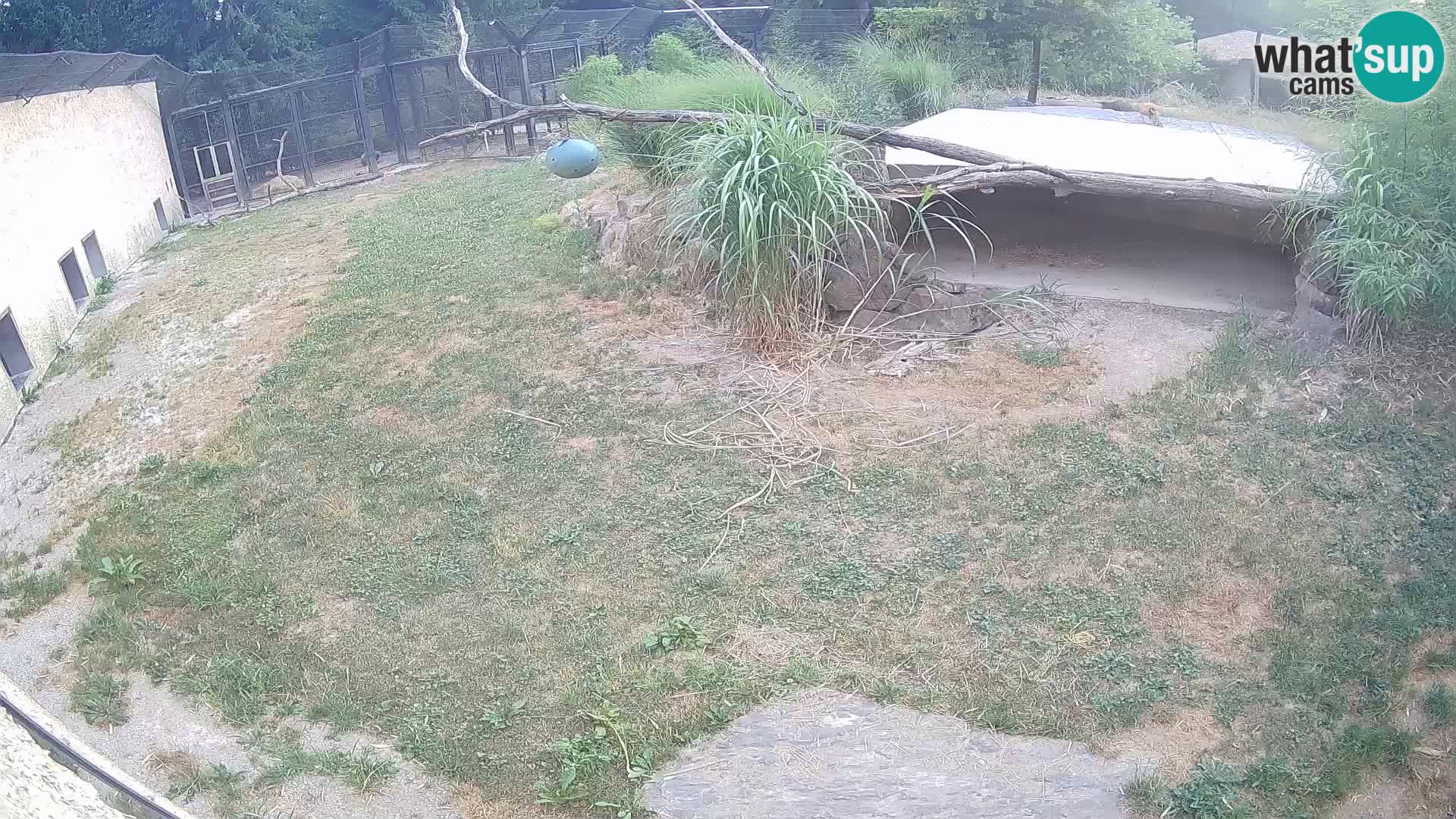 LION webcam en direct du zoo de Ljubljana – Slovénie