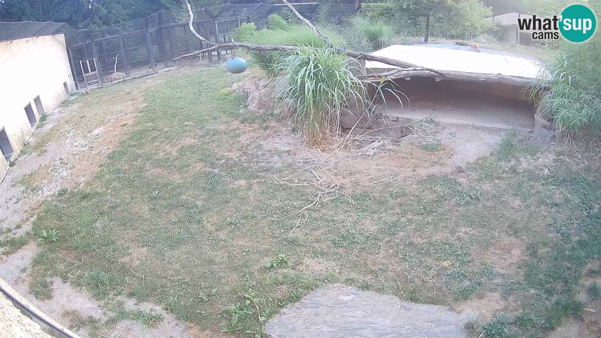 LEON Webcam en vivo en Ljubljana Zoo – Eslovenia