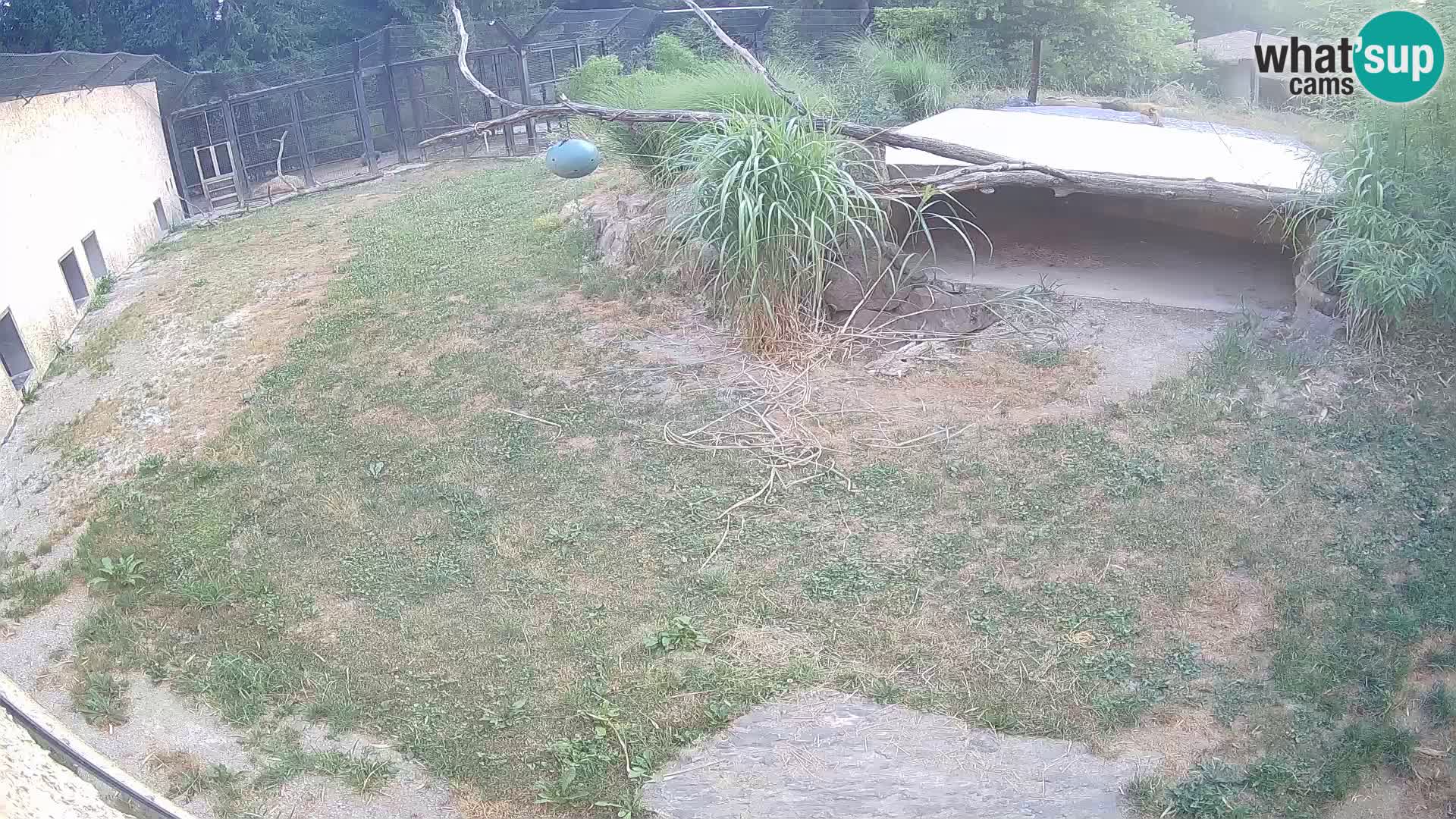 LION webcam en direct du zoo de Ljubljana – Slovénie