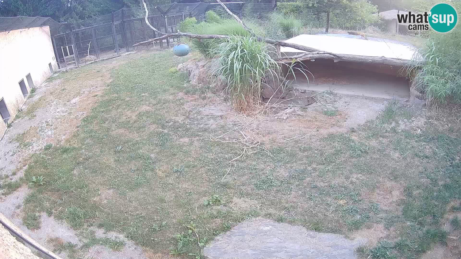 LION webcam en direct du zoo de Ljubljana – Slovénie