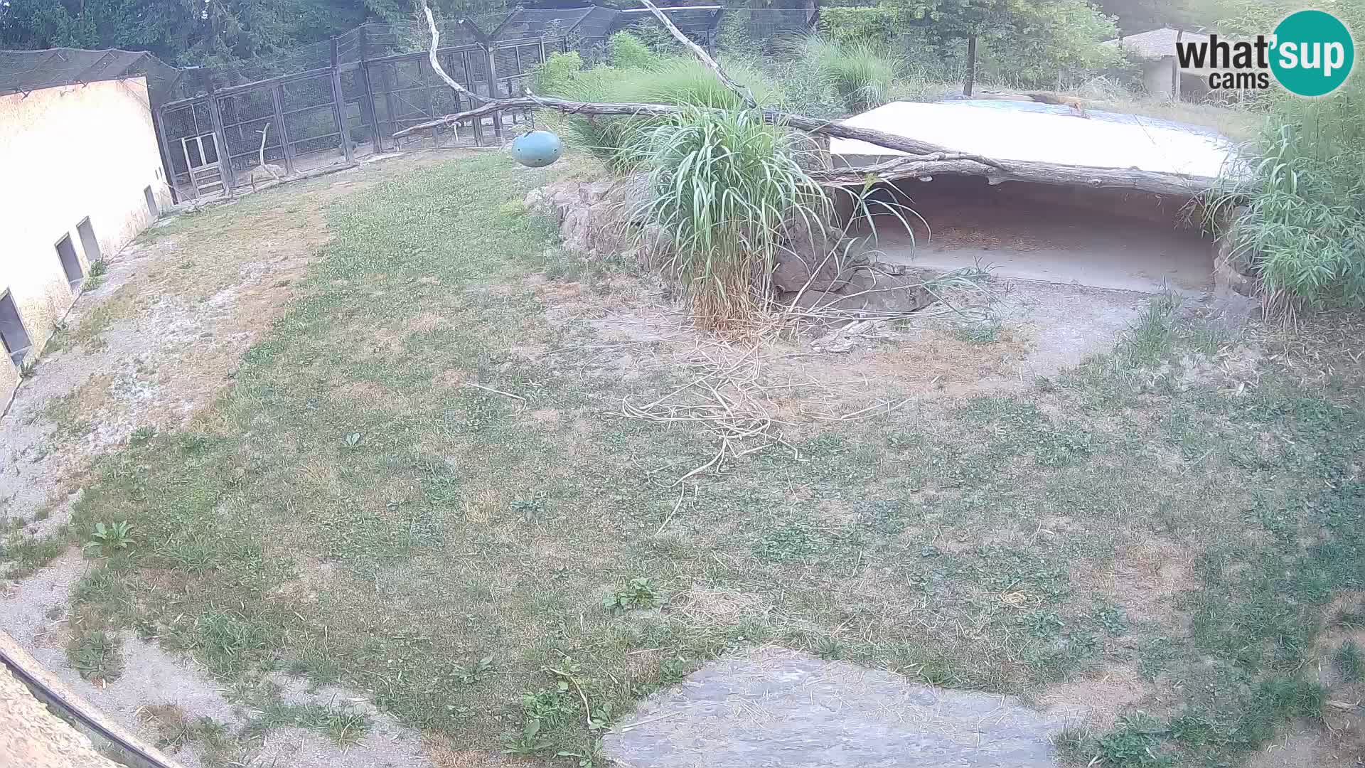 LEON Webcam en vivo en Ljubljana Zoo – Eslovenia