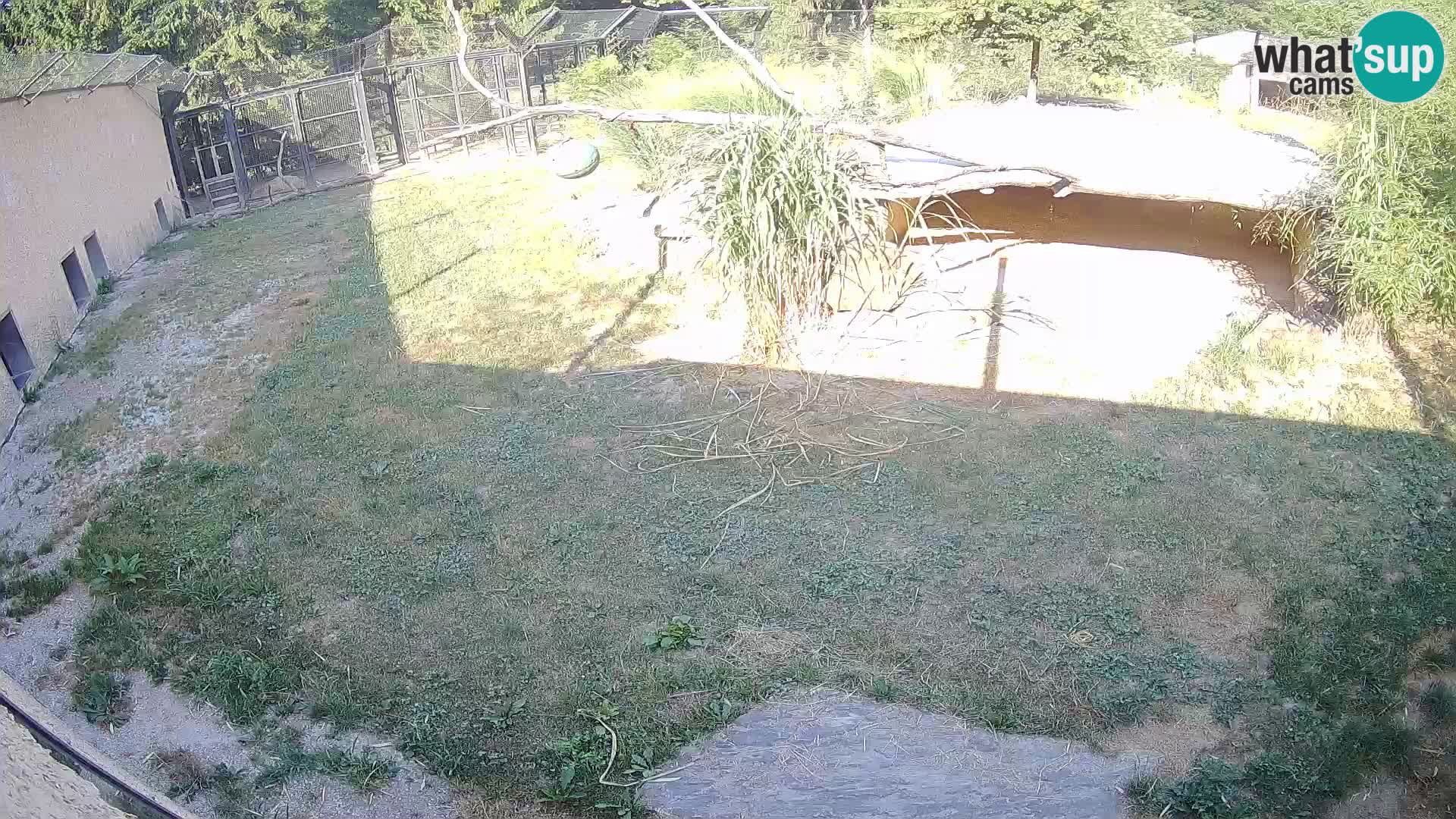LION live Webcam in Ljubljana Zoo – Slovenia