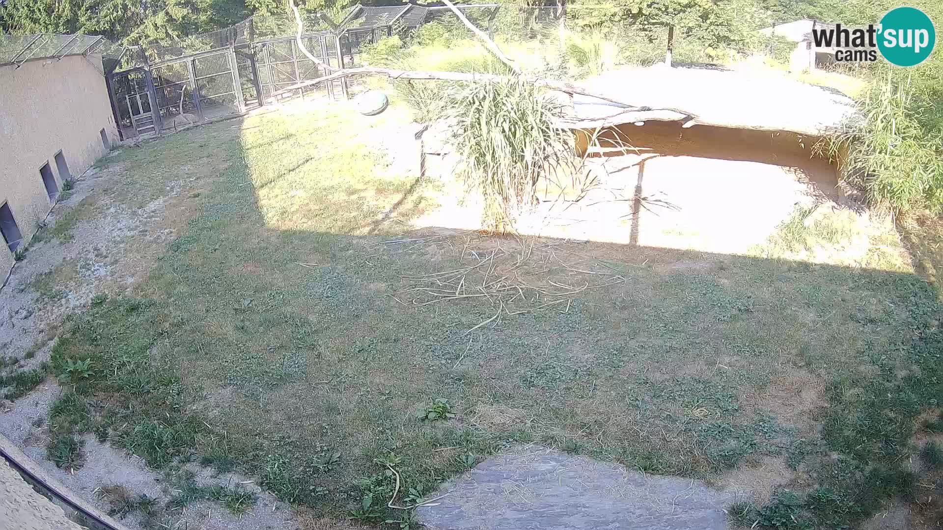 LEON Webcam en vivo en Ljubljana Zoo – Eslovenia