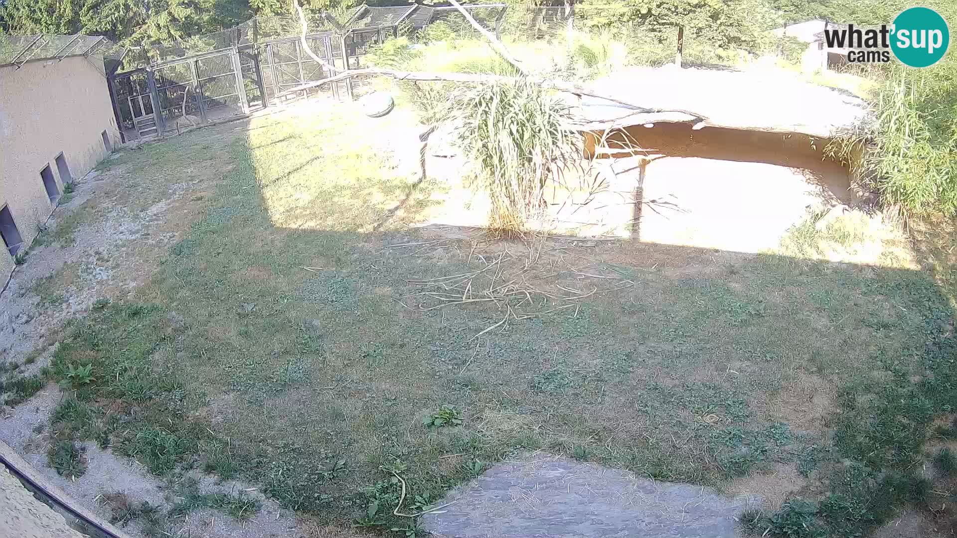 Lavovi web kamera uživo u ljubljanskom zoološkom vrtu – Slovenija